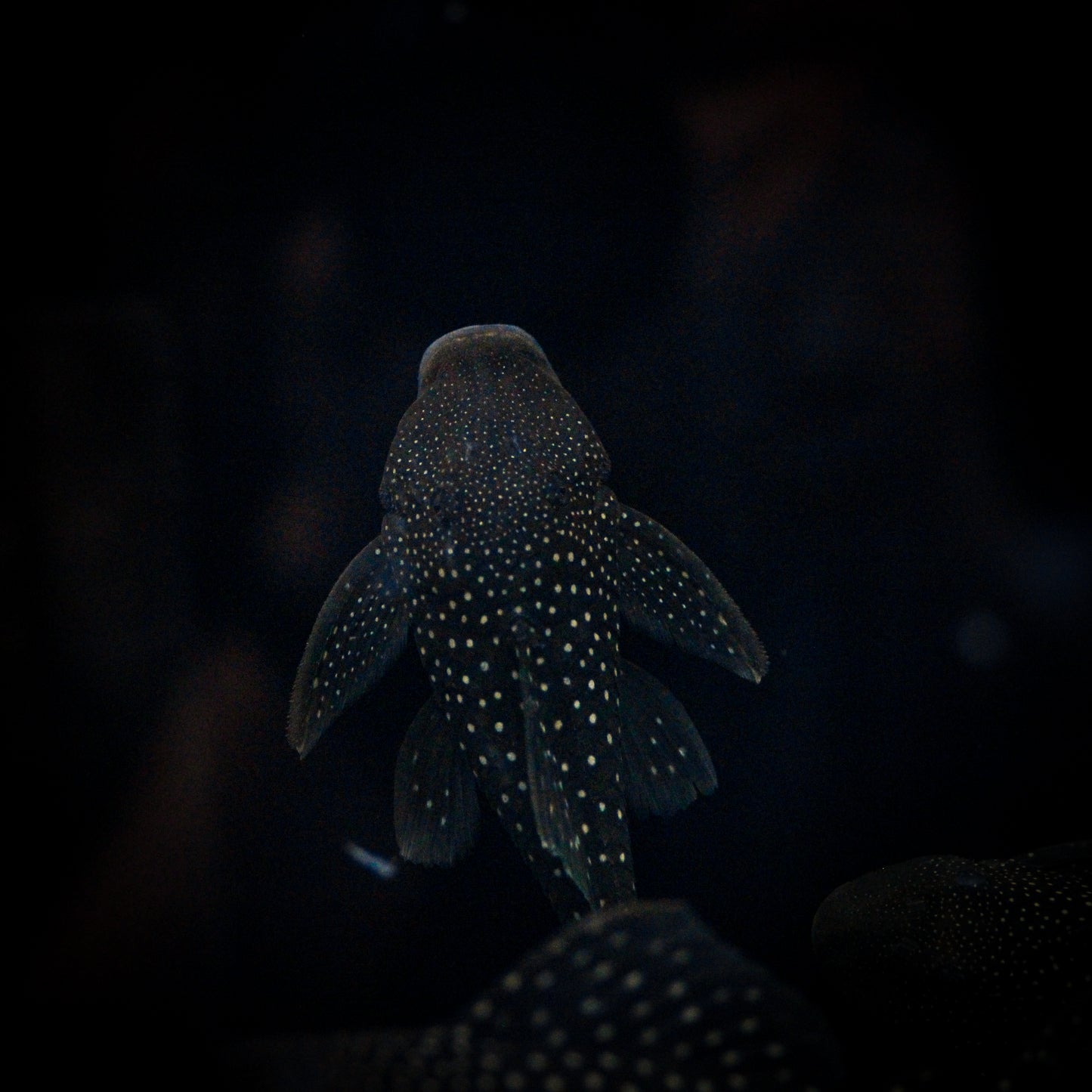 L-128 Blue Phantom Plecostomus (Hemiancistrus sp.)