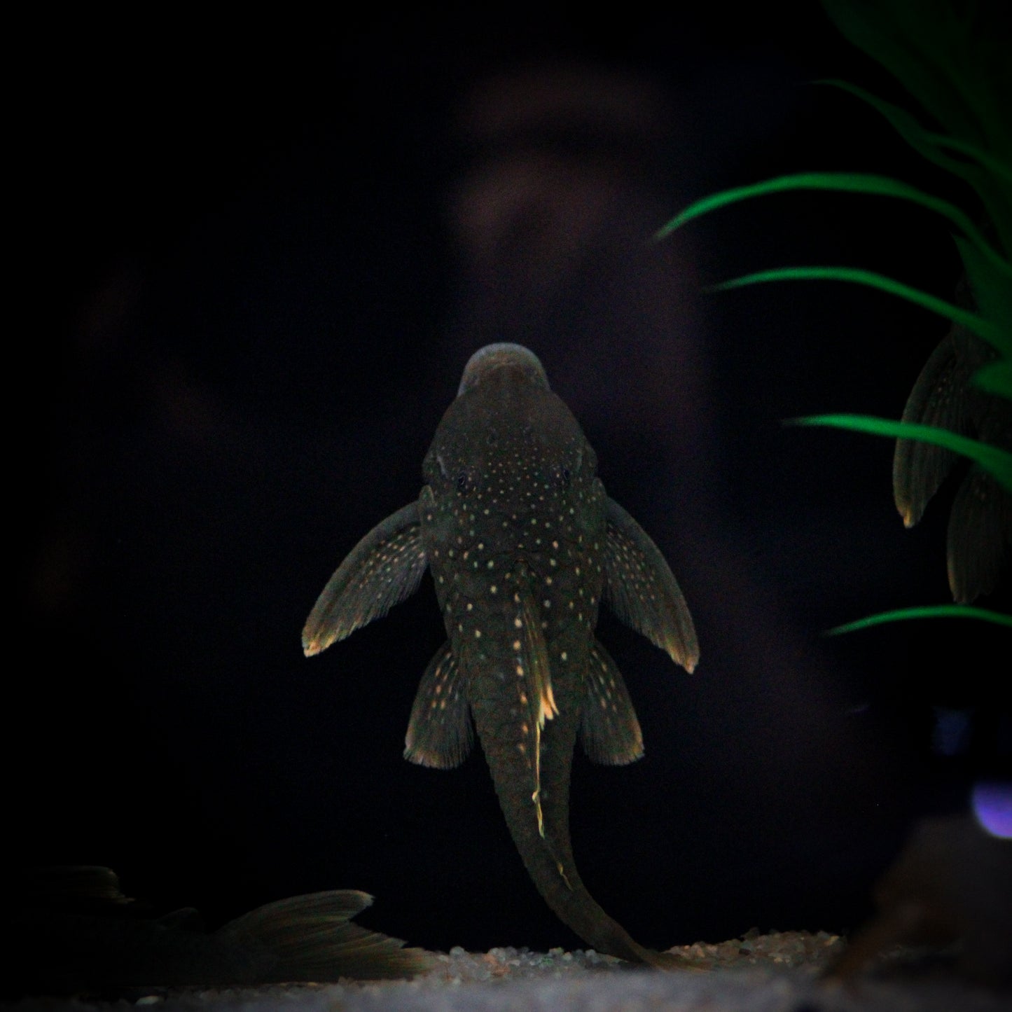 L-200 Green Phantom Plecostomus (Hemiancistrus Subviridis)