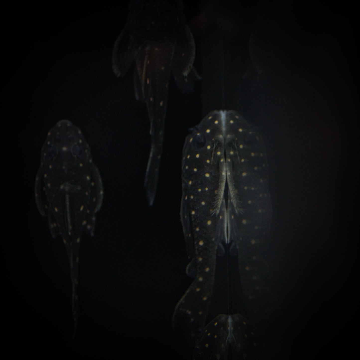 L-201 Orinoco Angel Plecostomus (Hypancistrus Sp.)