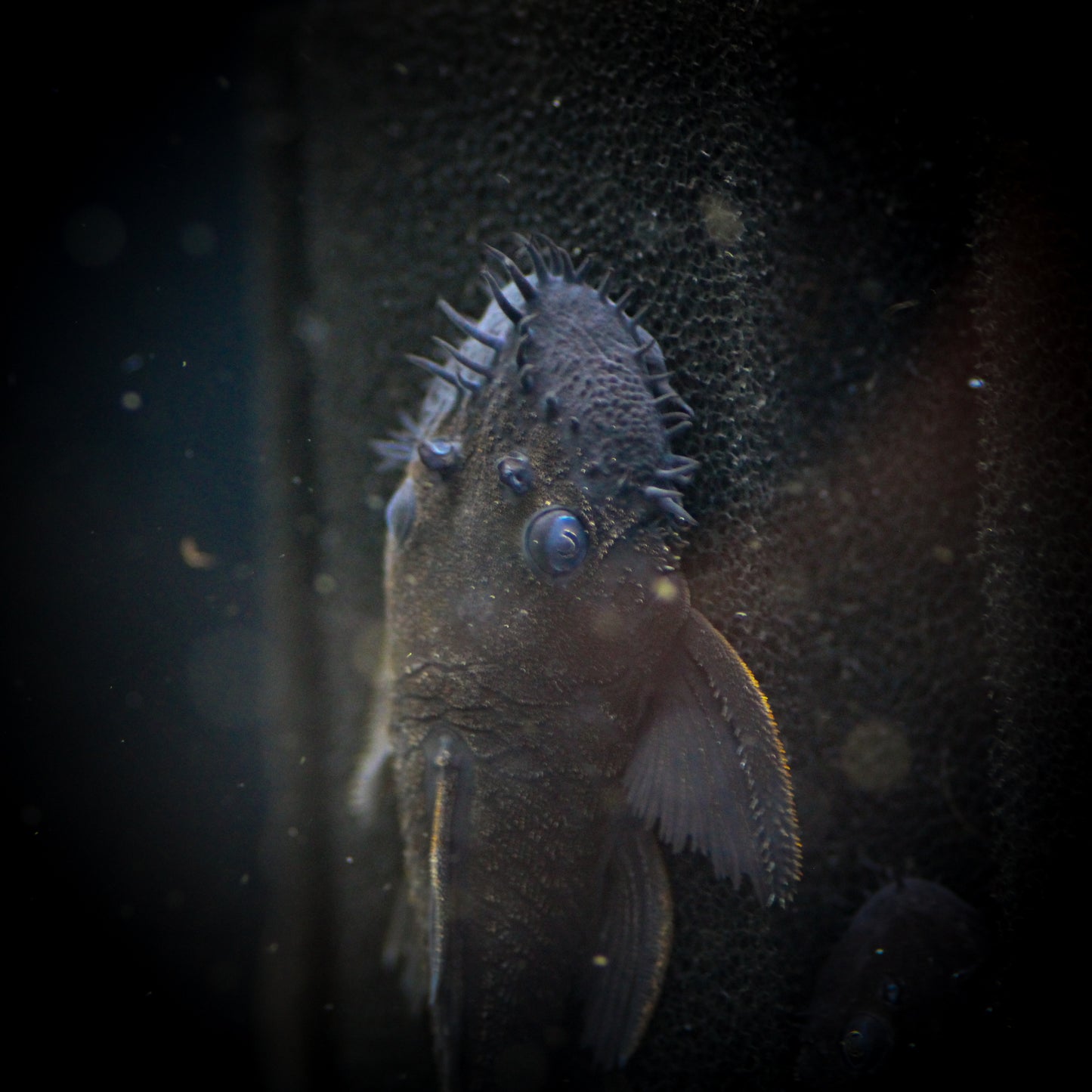 L034 Medusa Pleco (Ancistrus Ranunculus)