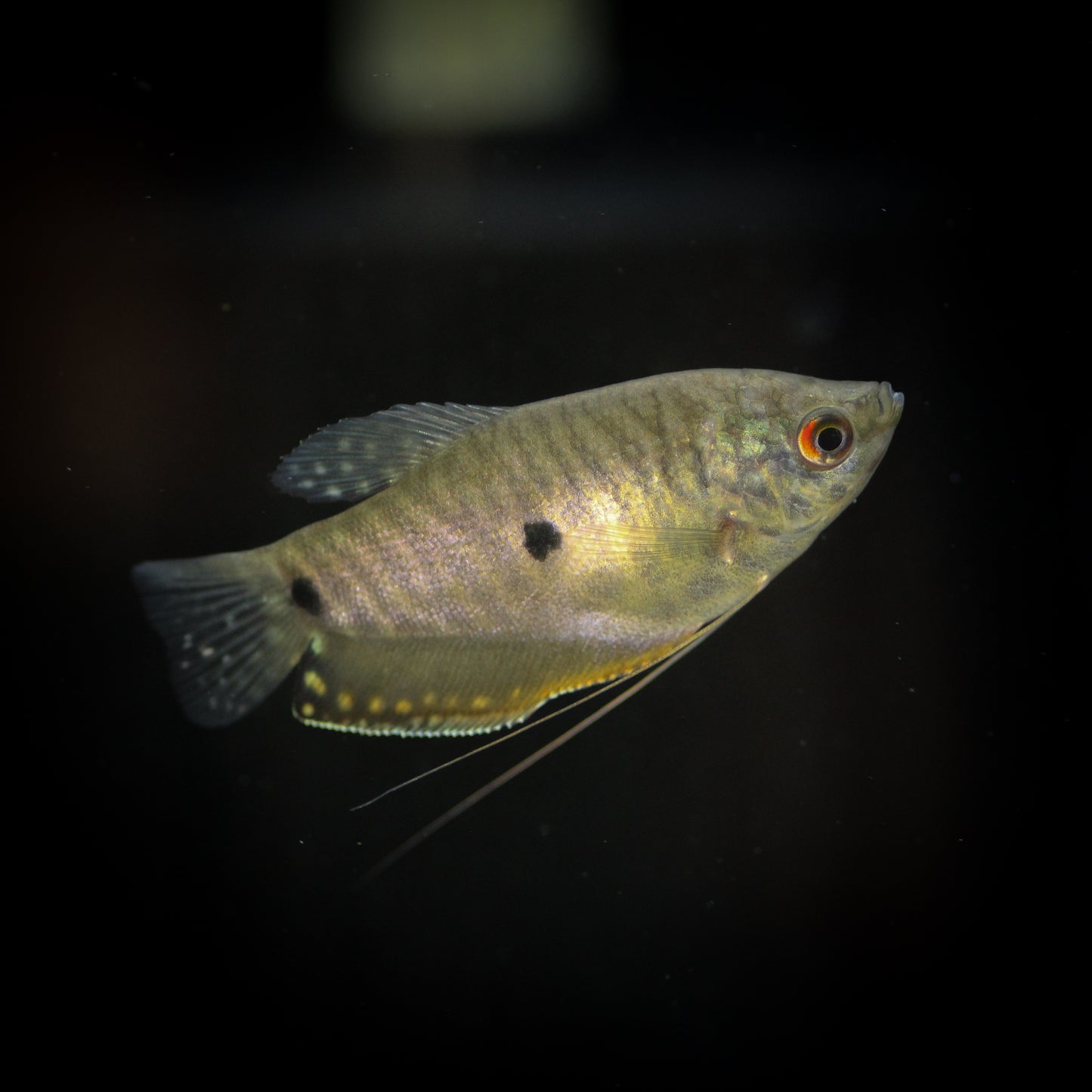 Lavender Gourami