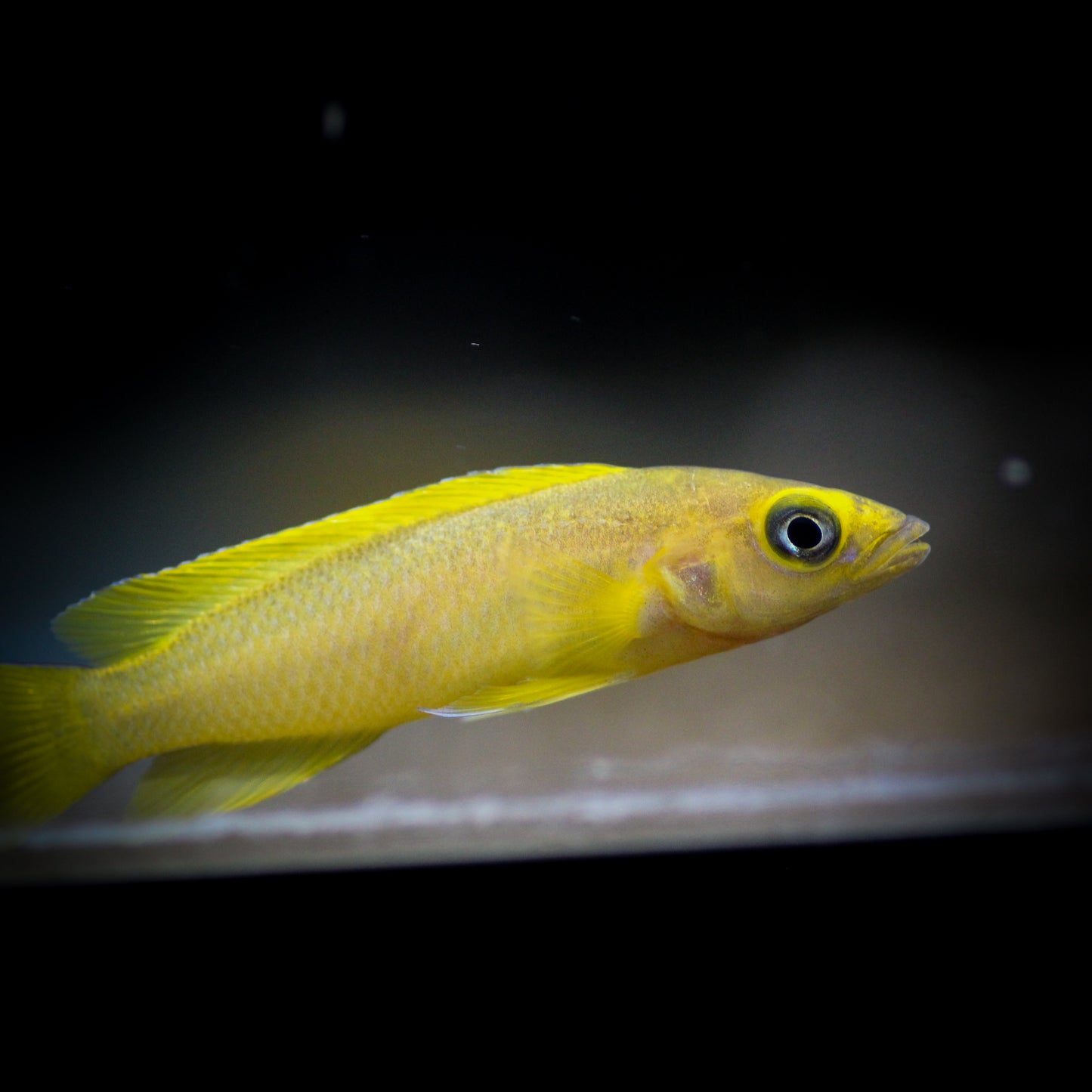 Lemon Cichlid (Neolamprologus leleupi)