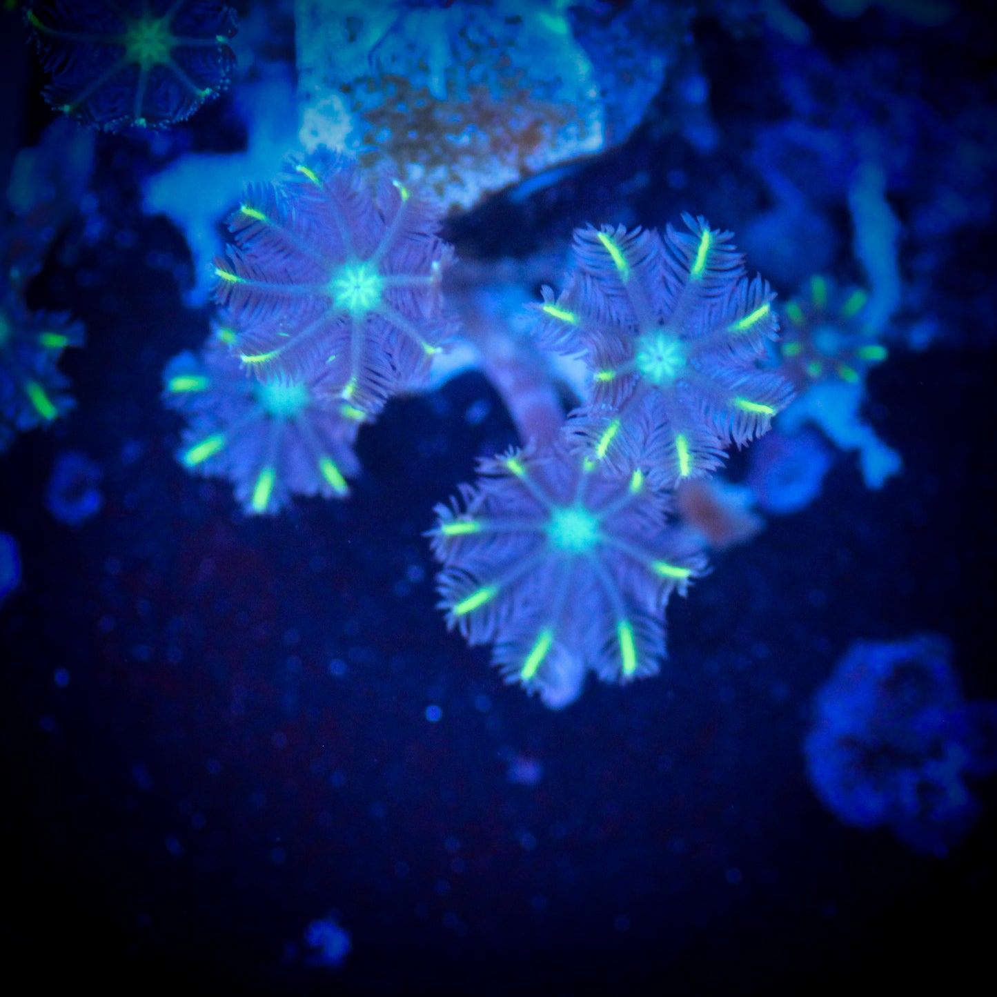 Lemon Laser Clove Polyp