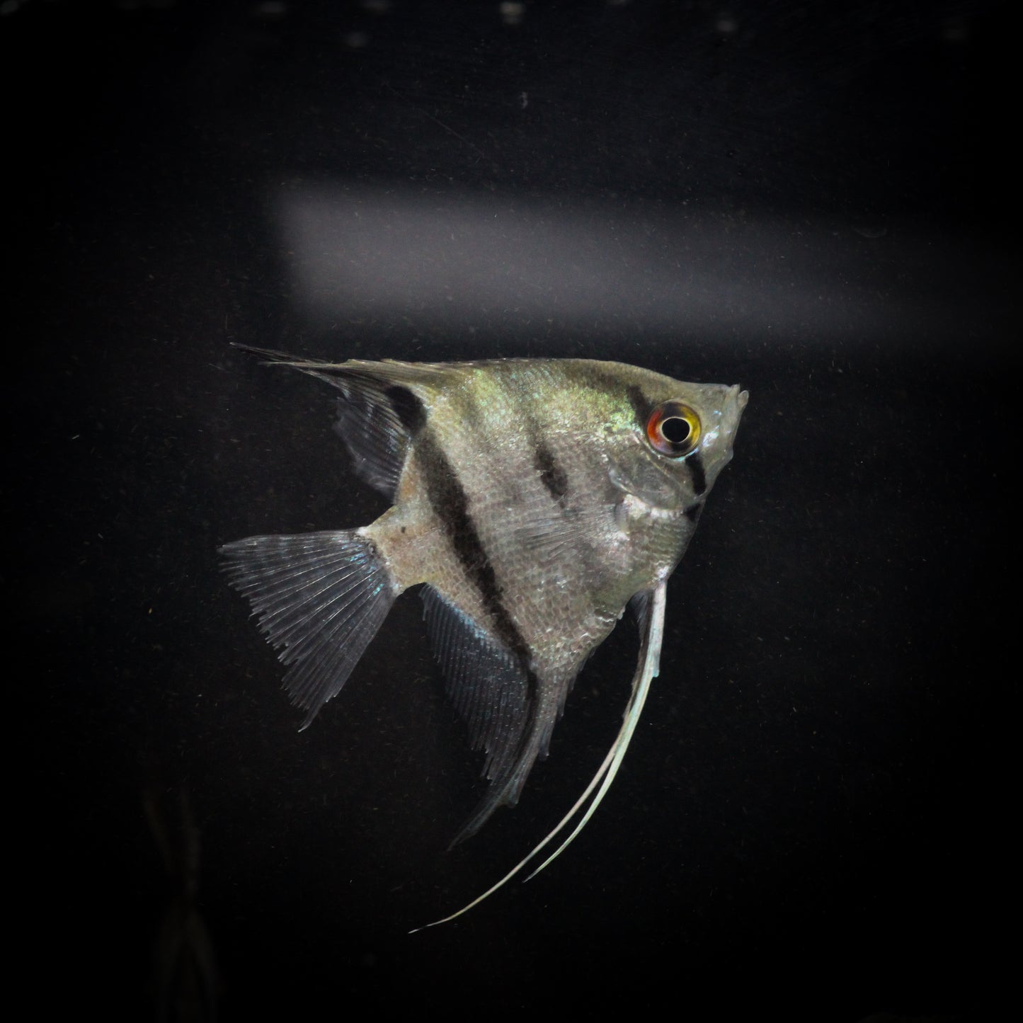 Leopoldi Angelfish (Pterophyllum leopoldi)