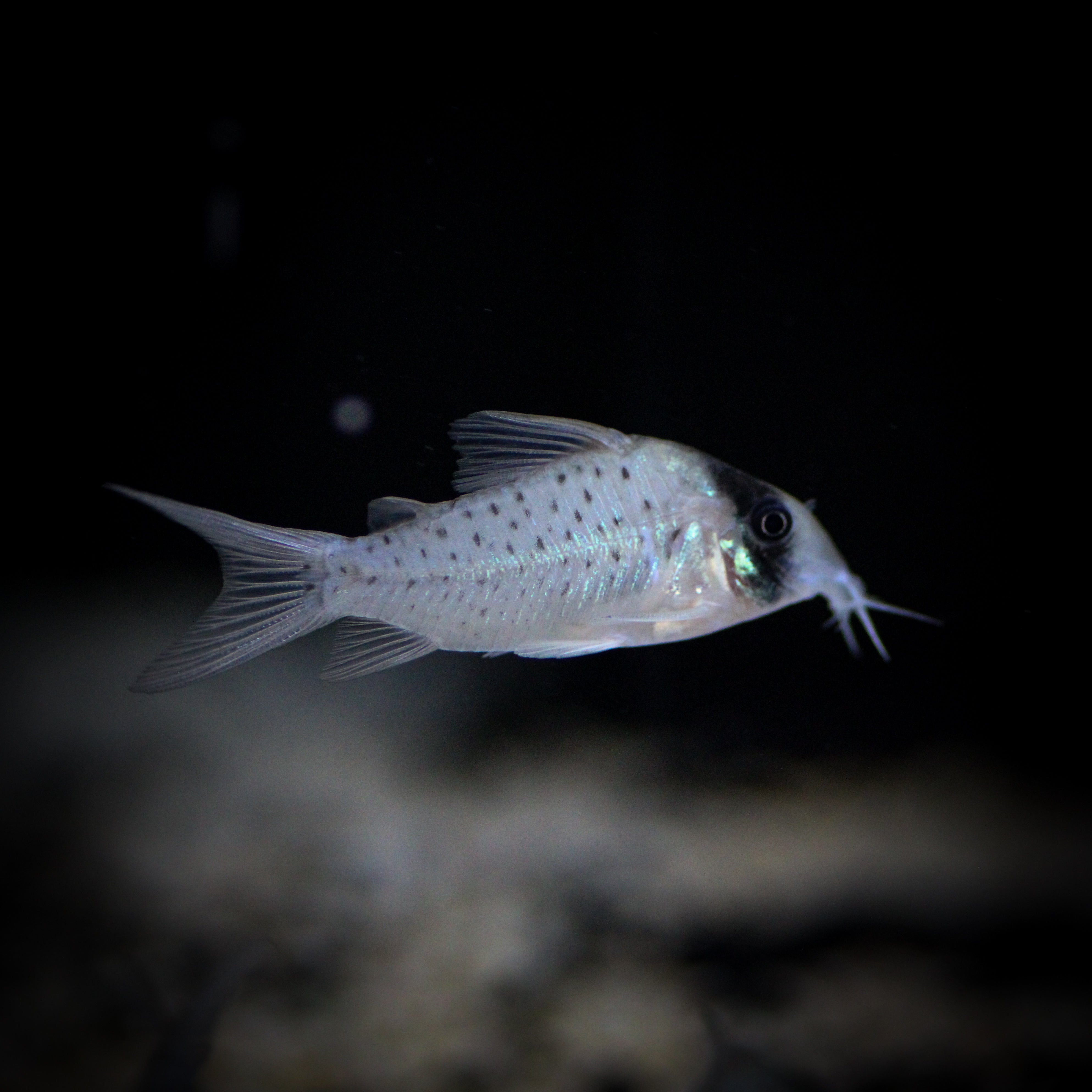 Long Nose Fairy Corydoras x5 (Corydoras Sychri) – ShopHAW