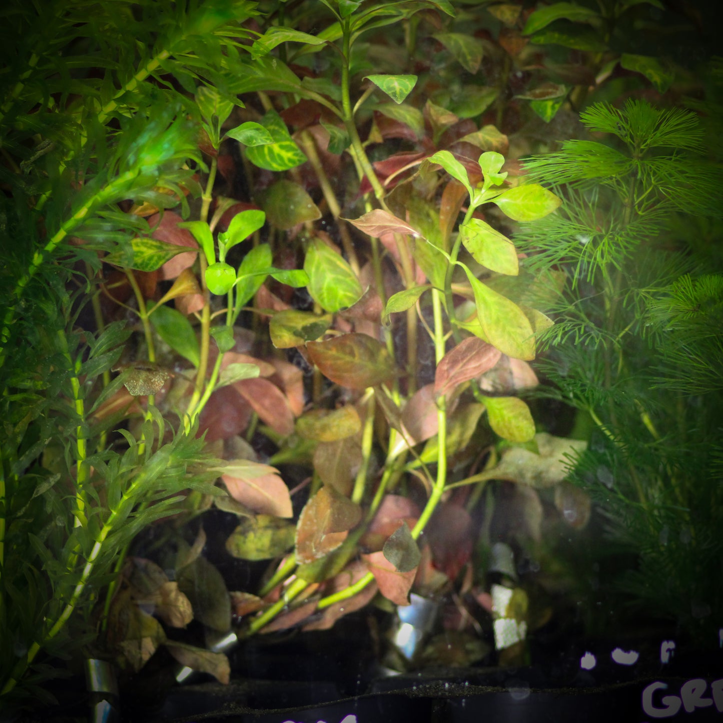 Ludwigia Atlantis (Ludwigia Repens "Atlantis")