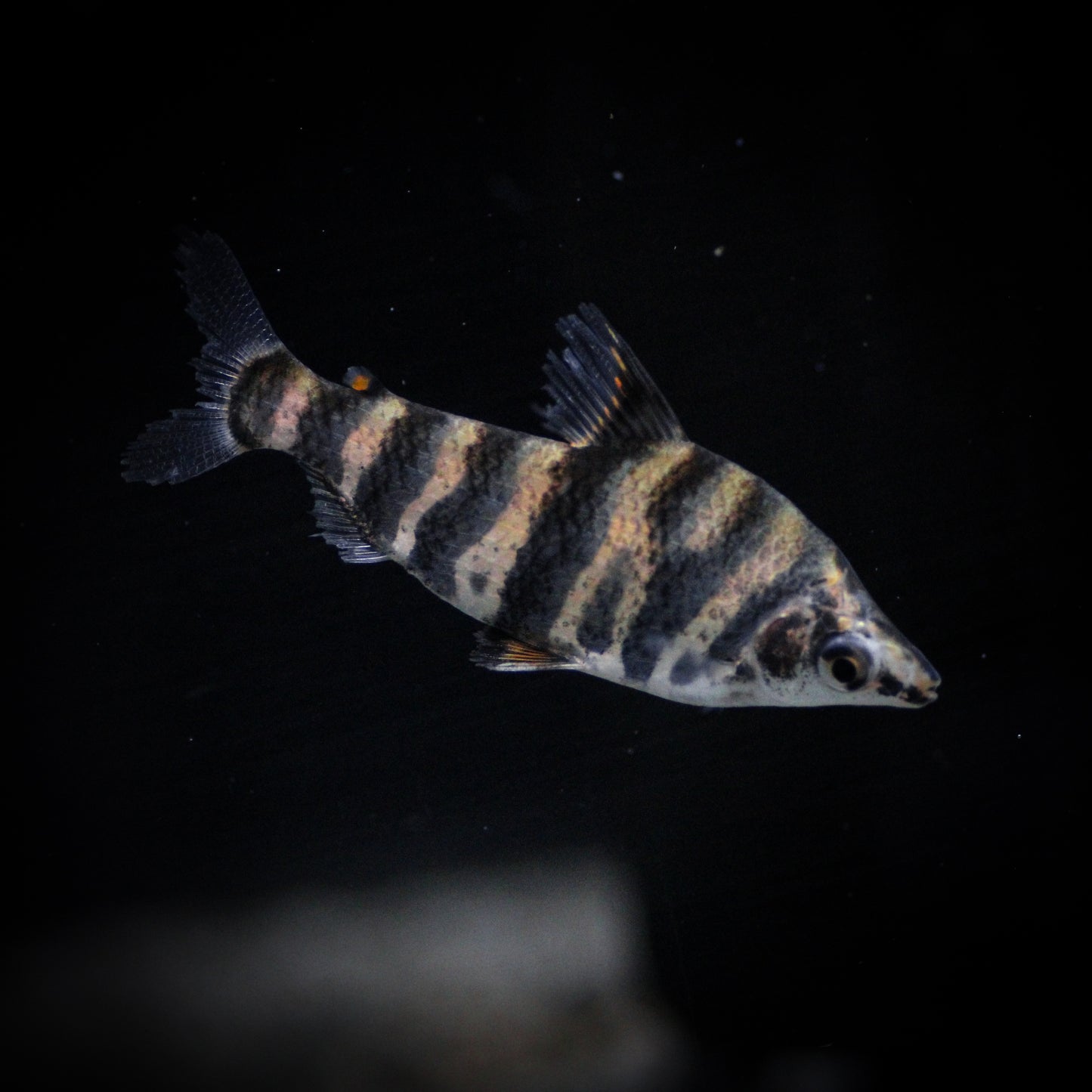 Marbled Headstander (Abramites Hypselonotus)