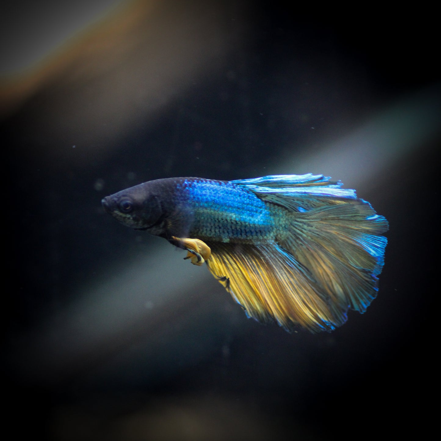 Mustard Gas Halfmoon Betta