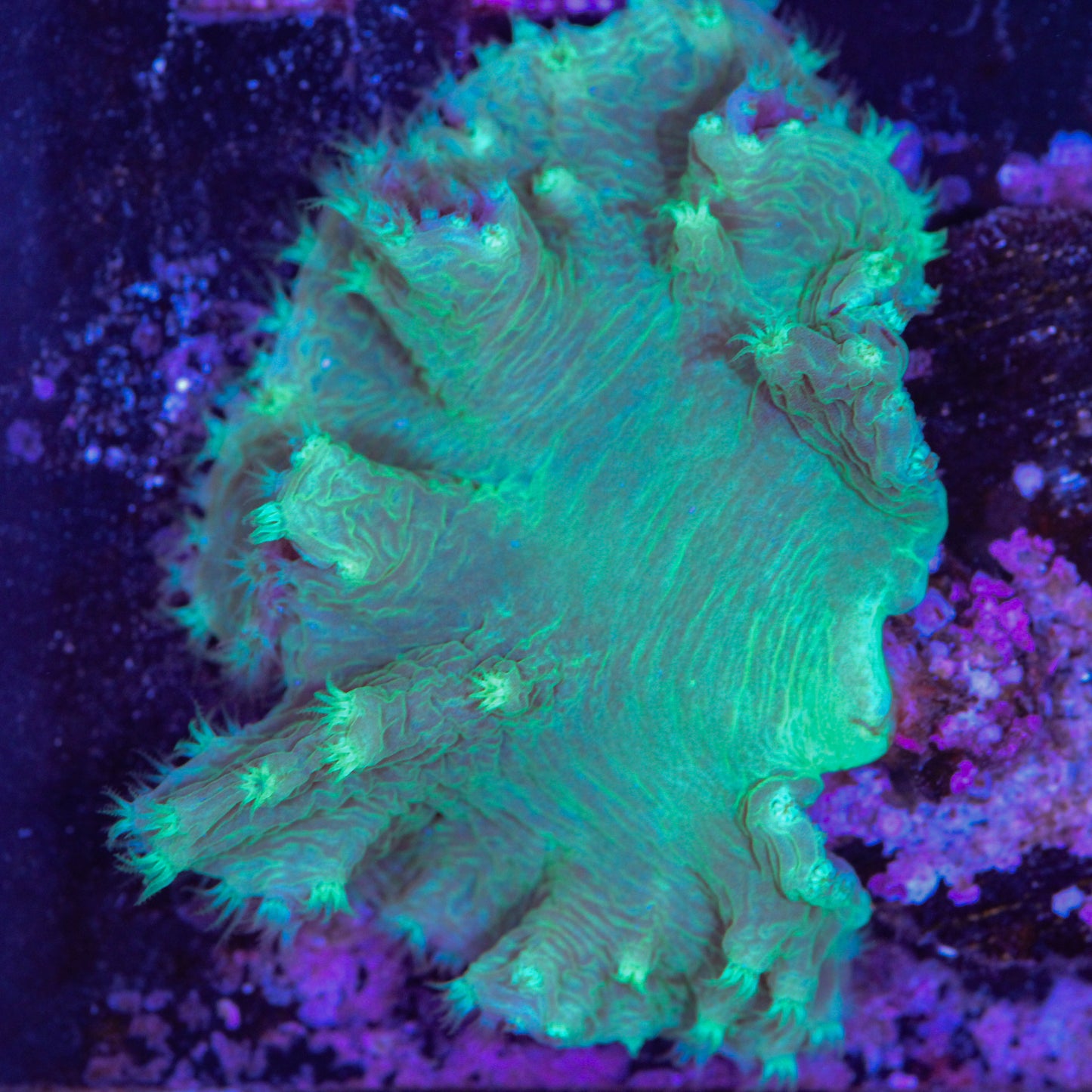 Neon Green Cabbage Coral