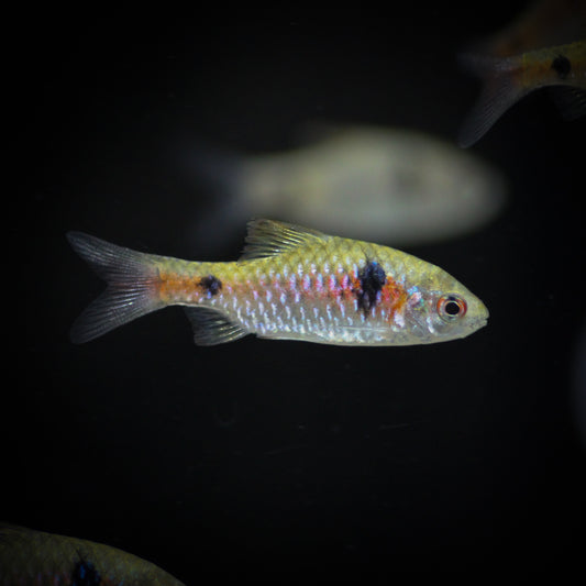 Odessa Barb