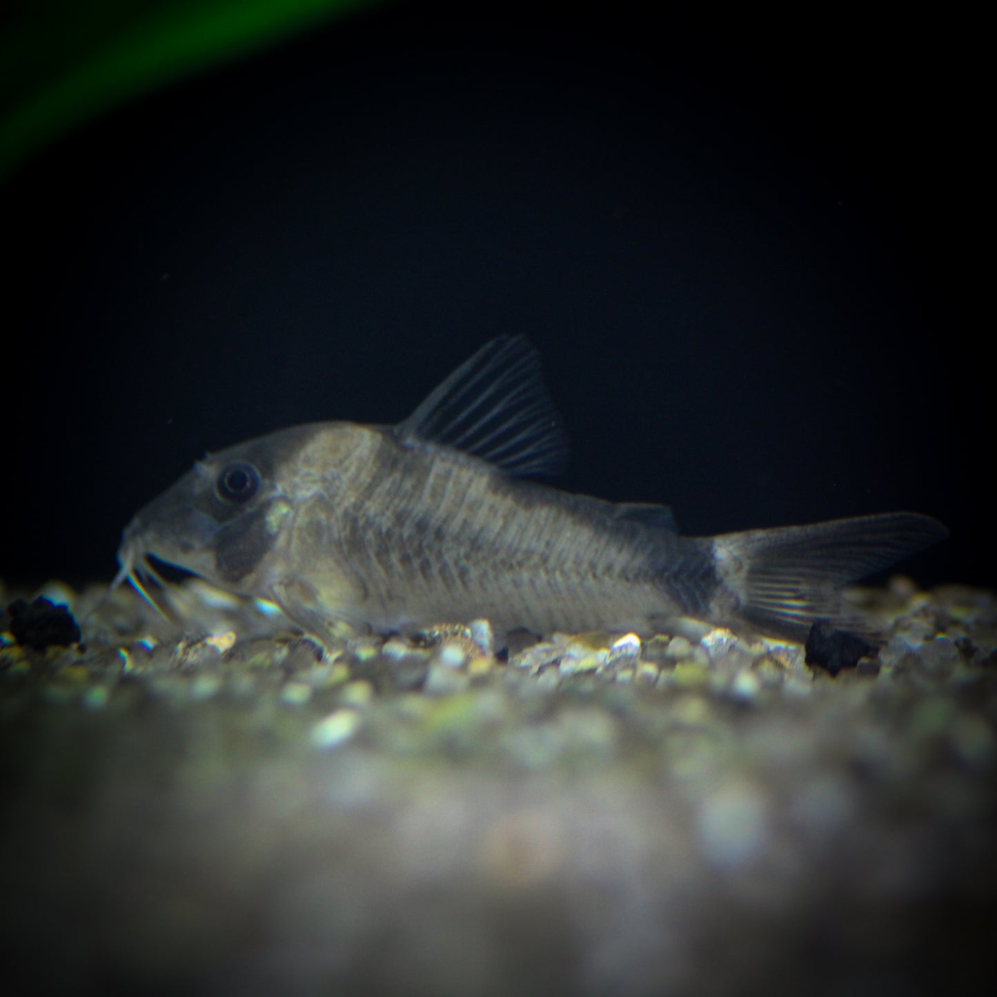Olga Corydoras (Corydoras Olga)