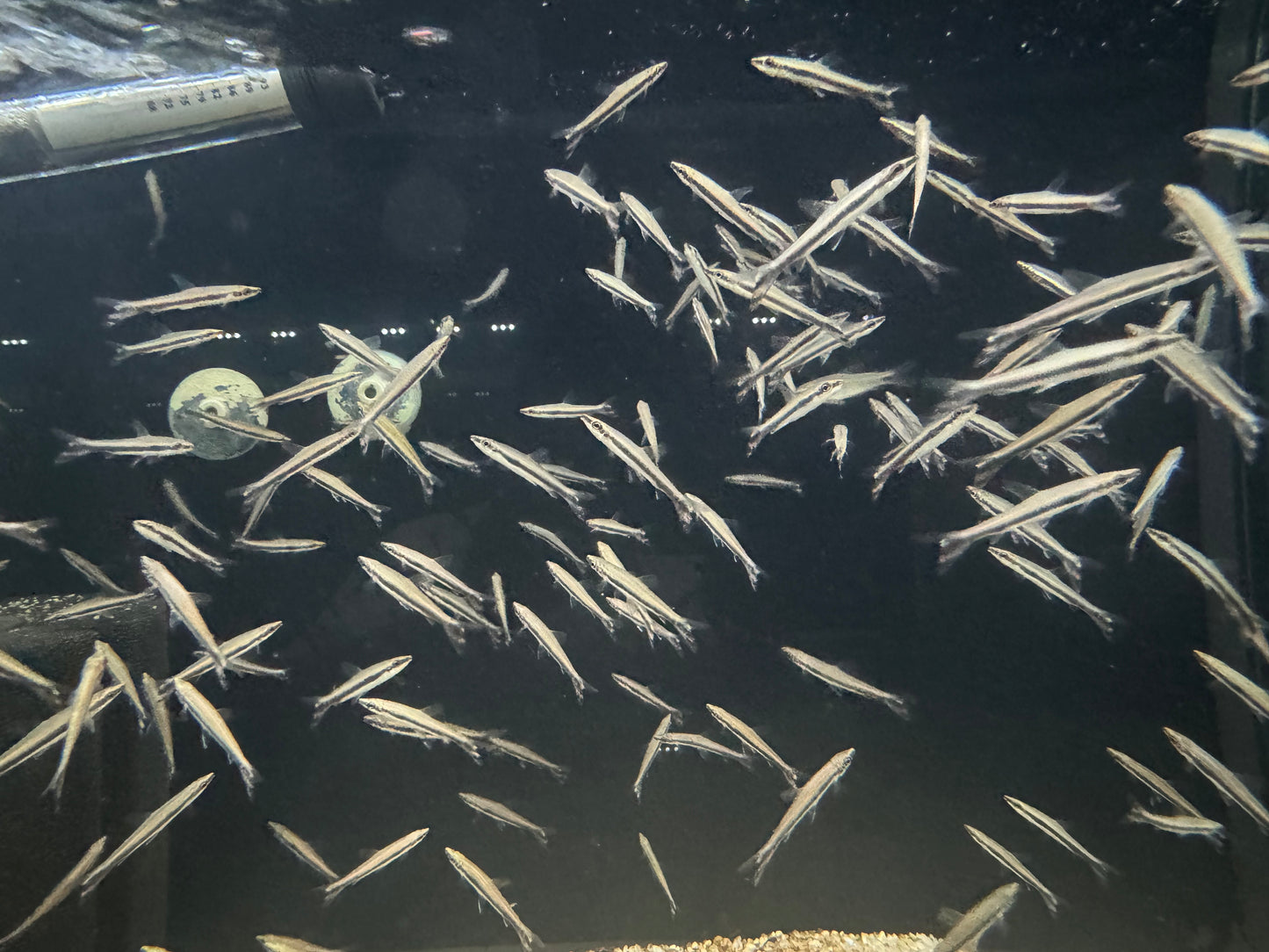 One Line Pencilfish (Nannostomus Unifasciatus)