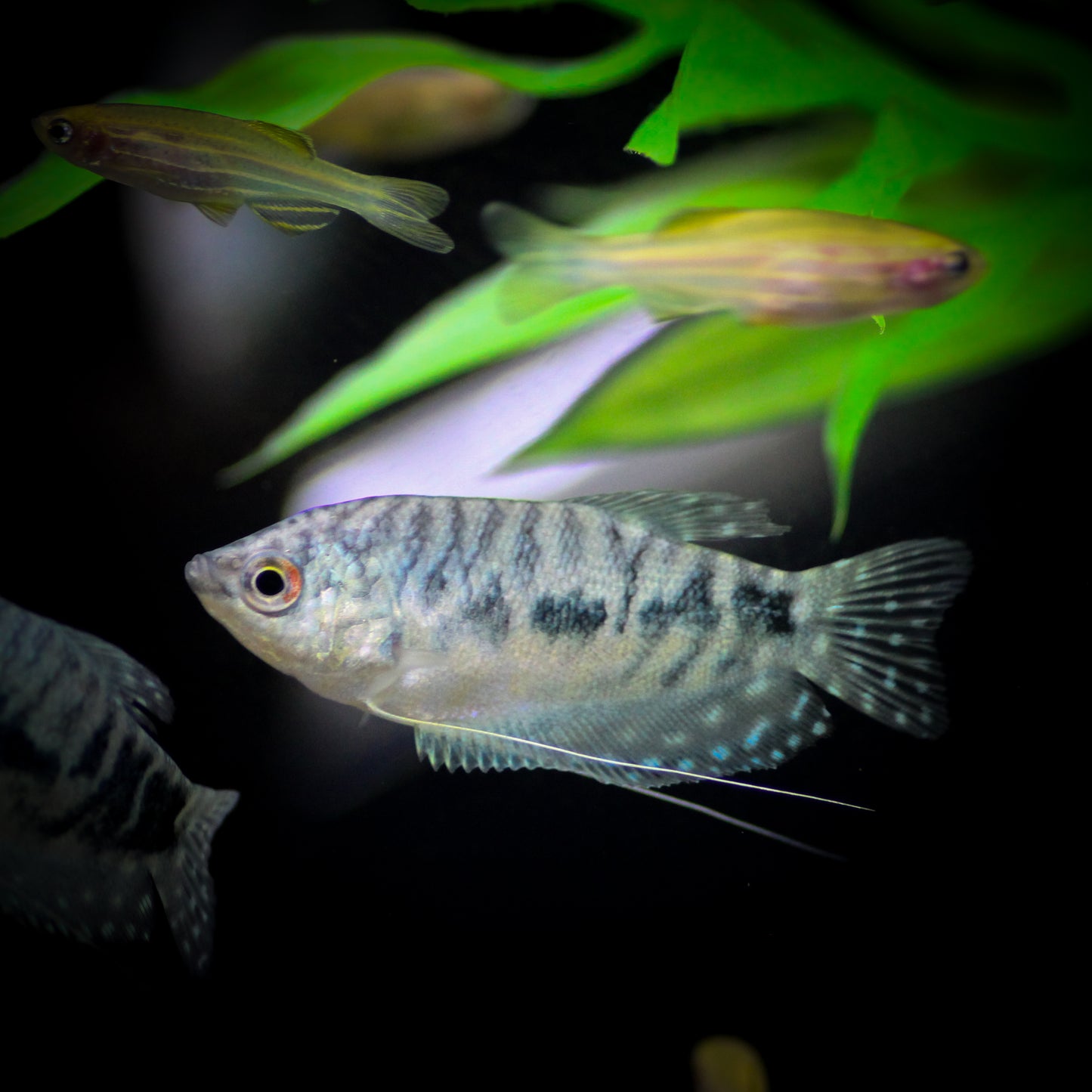 Opaline Gourami