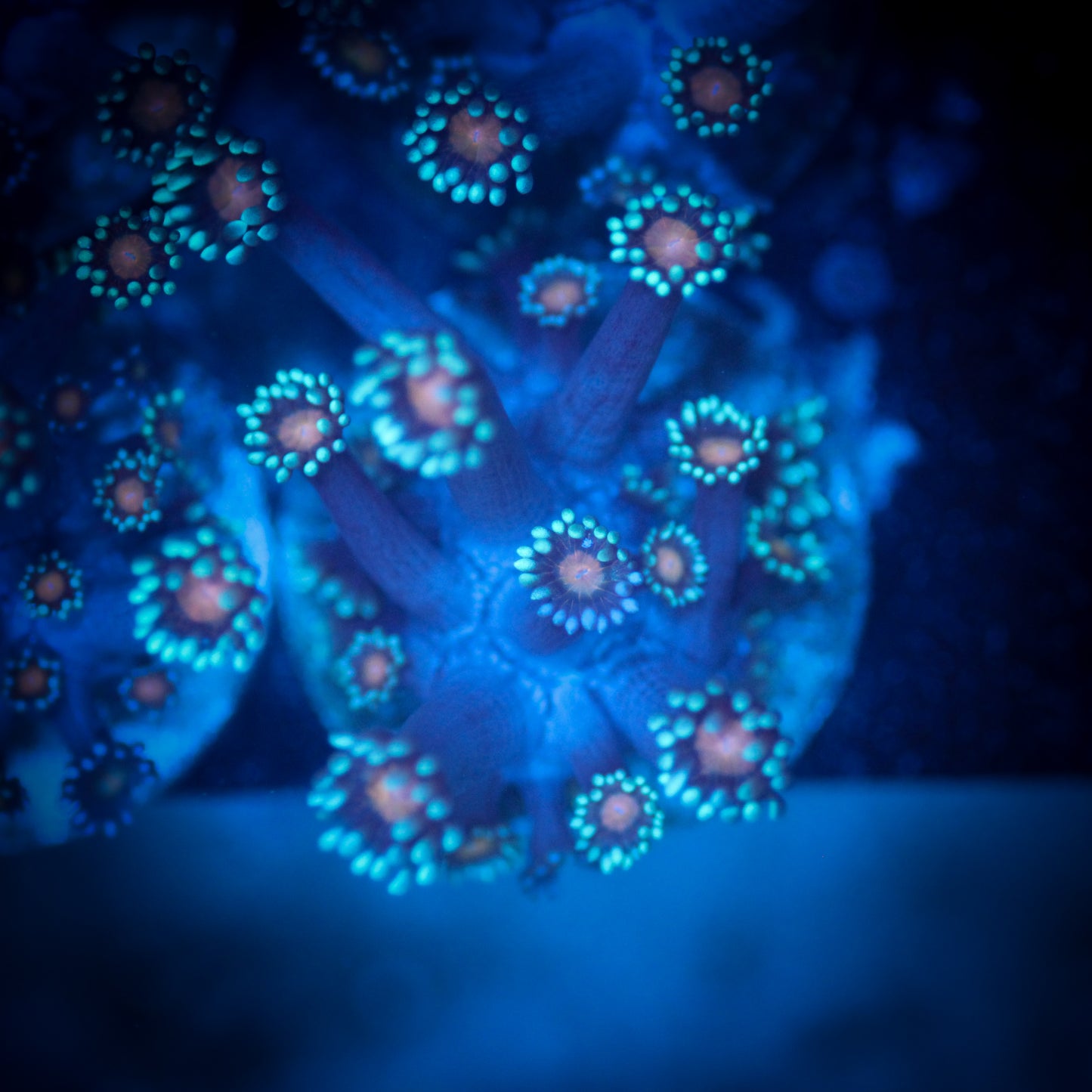 Orange Eye Goniopora