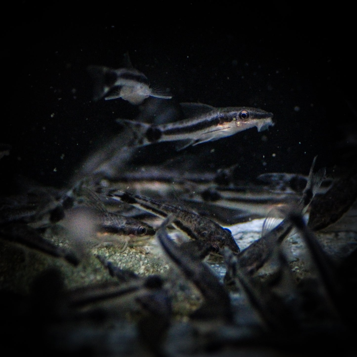 Otocinclus Catfish (Otocinclus Vittatus)