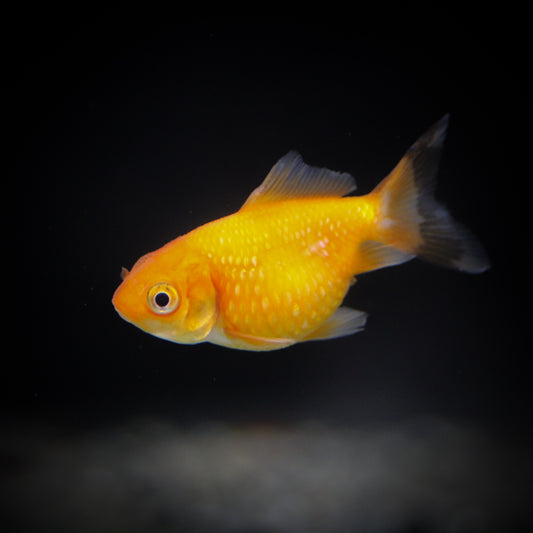 Pearlscale Goldfish