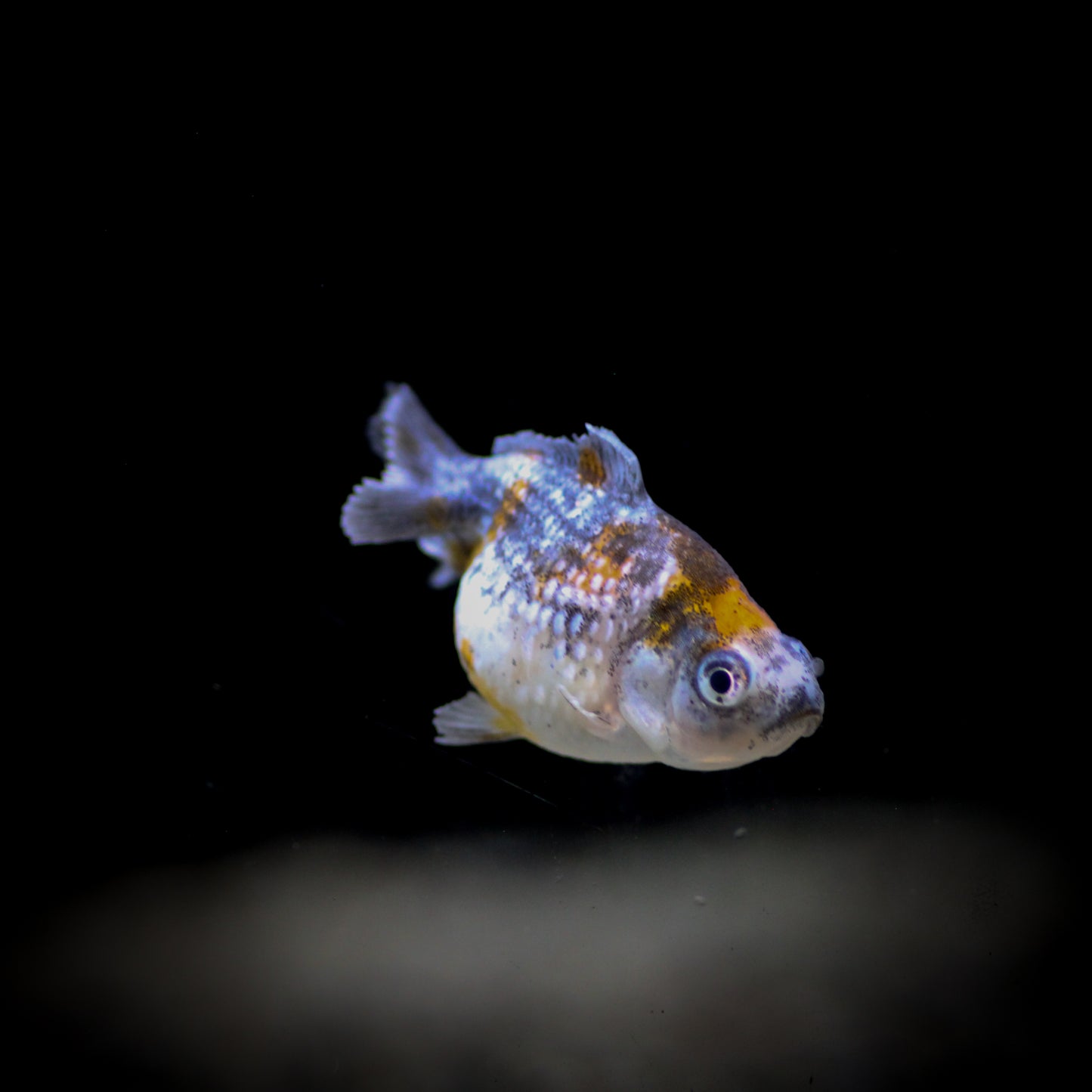 Pearlscale Goldfish2