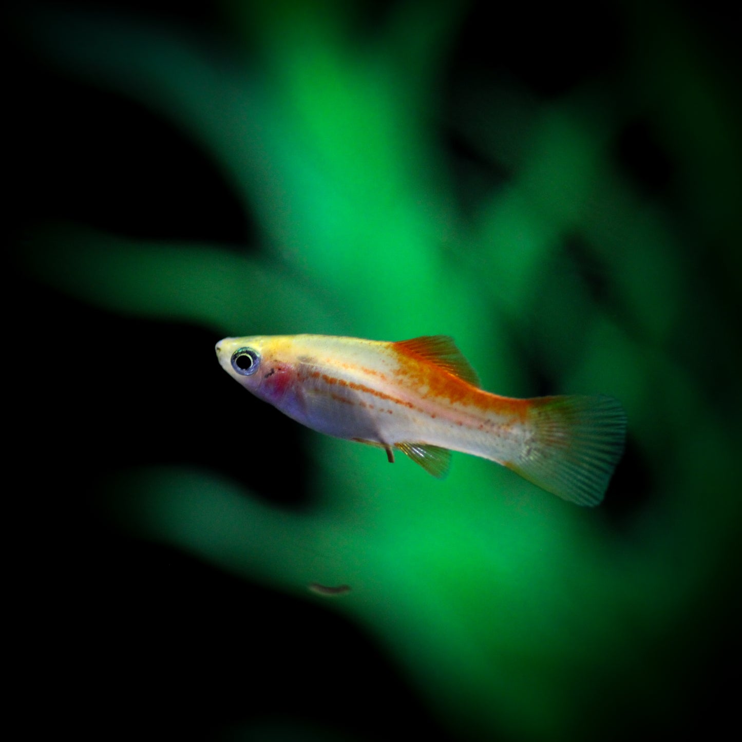 Pineapple Candy Swordtail