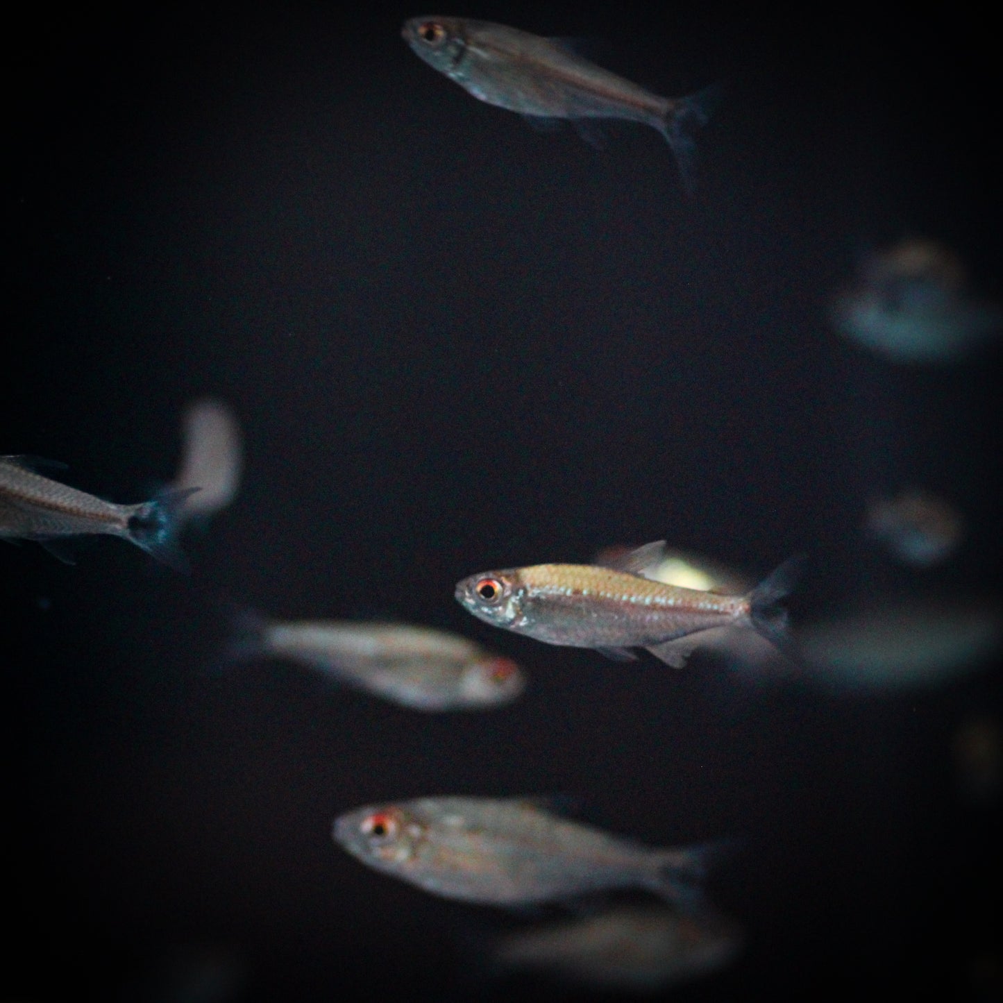 Platinum Dwarf Tetra (Hyphessobrycon Minimus)