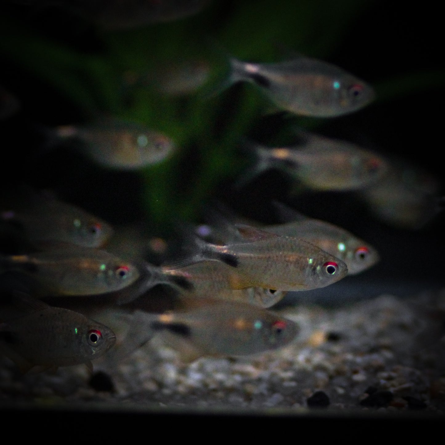 Pretty Tetra (Hemigrammus Pulcher)