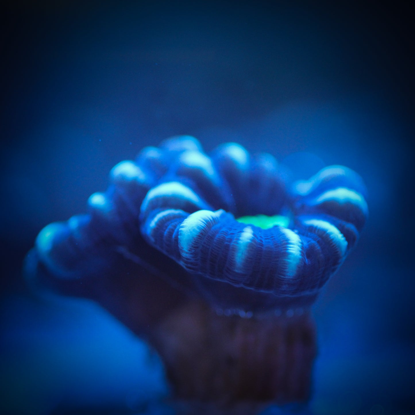 Purple Striped Candy Cane