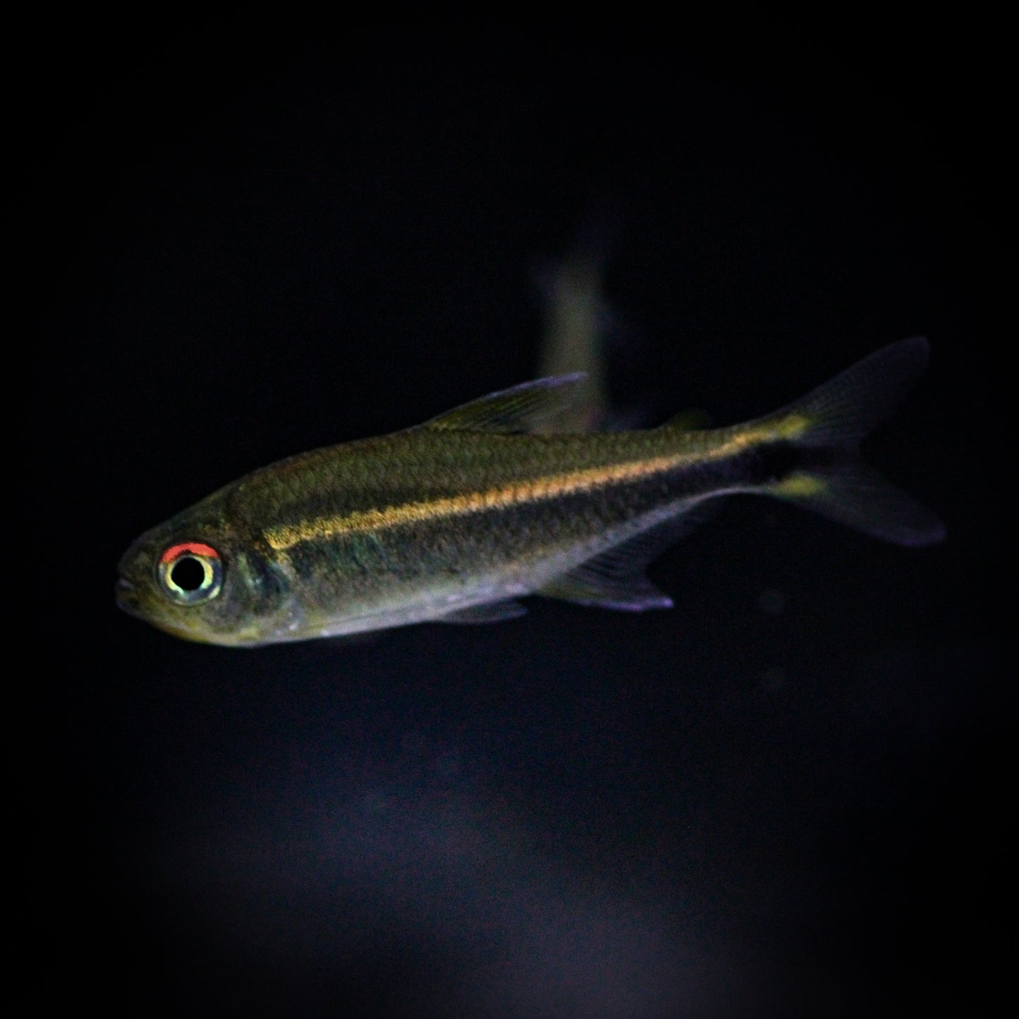 Purple Tetra (Hyphessobrycon Metae)