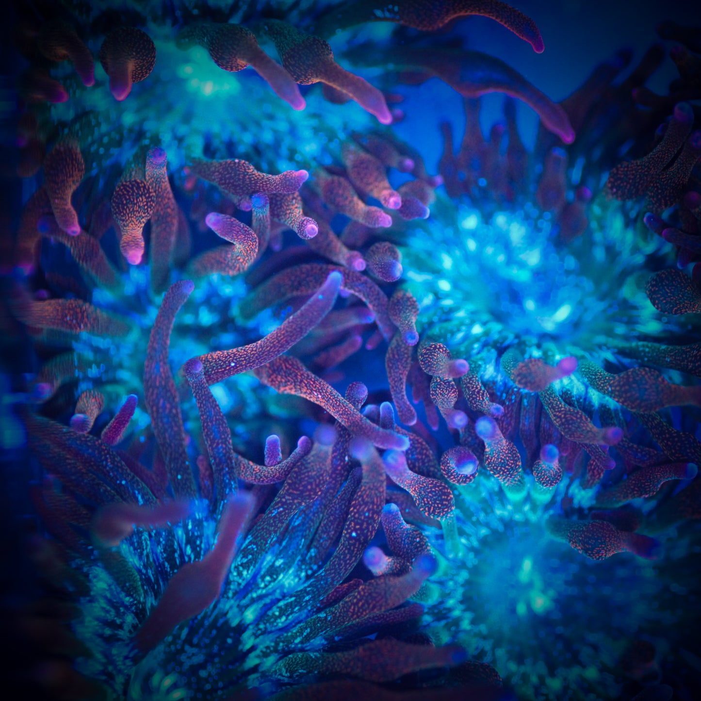Rainbow Bubble Tip Anemone