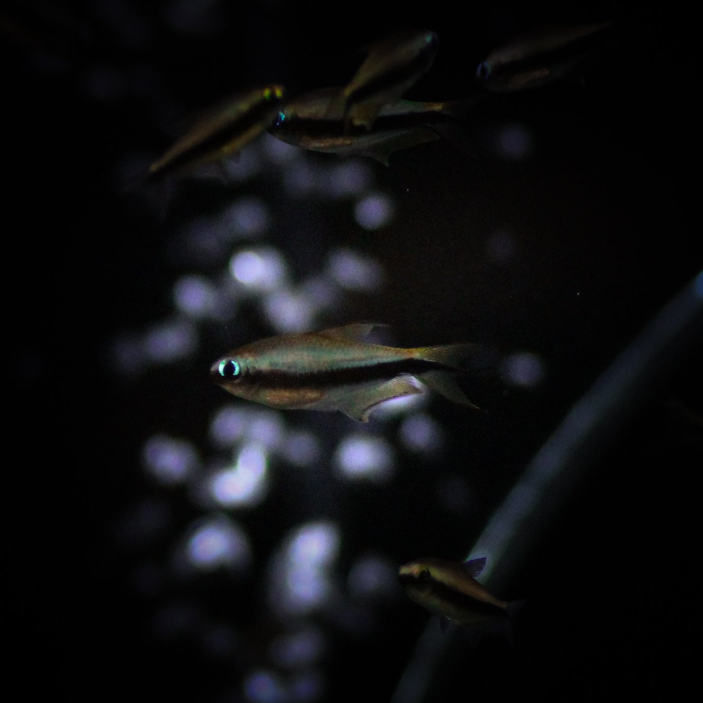 Rainbow Tetra (Nematobrycon Lacortei)