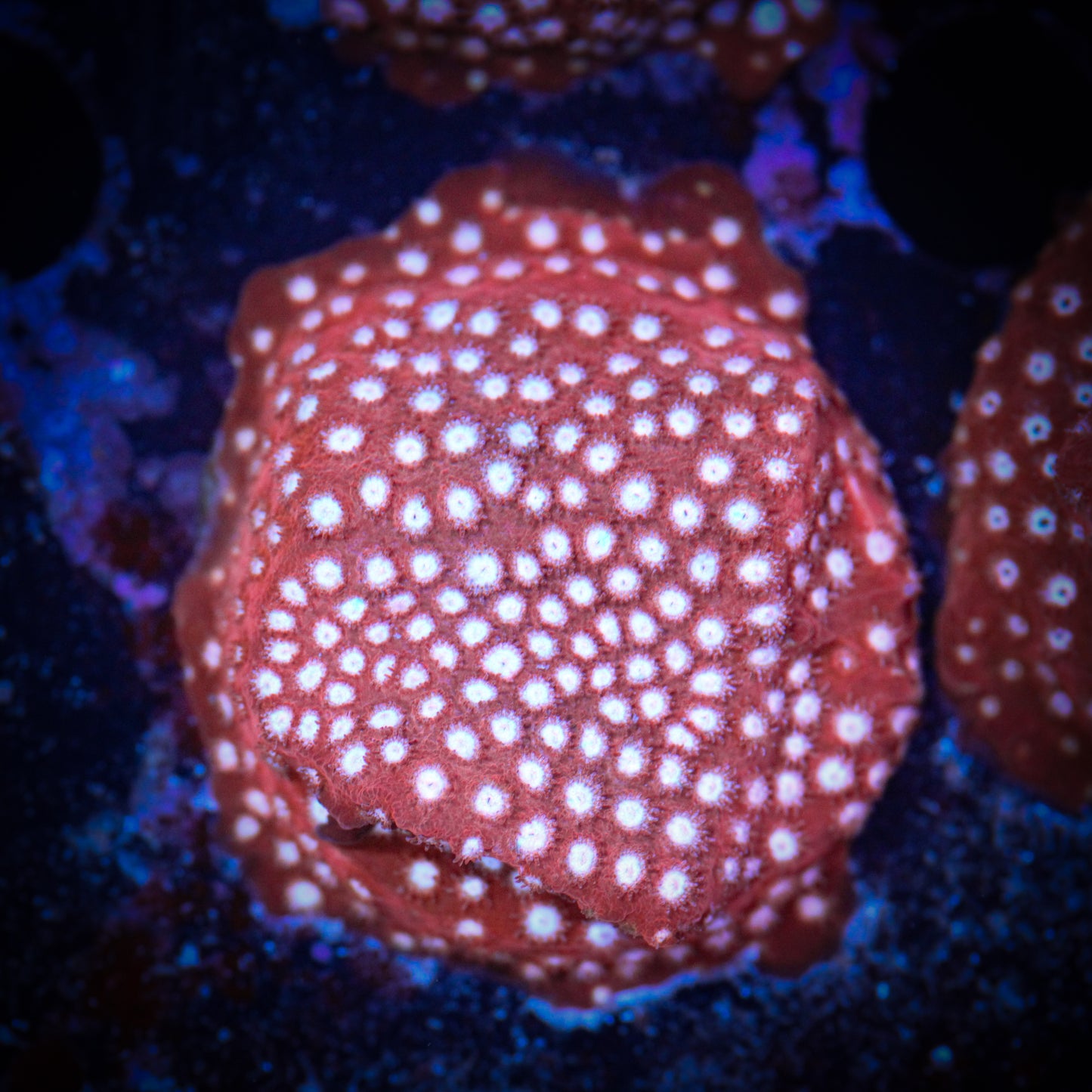Red Brick Cyphastrea