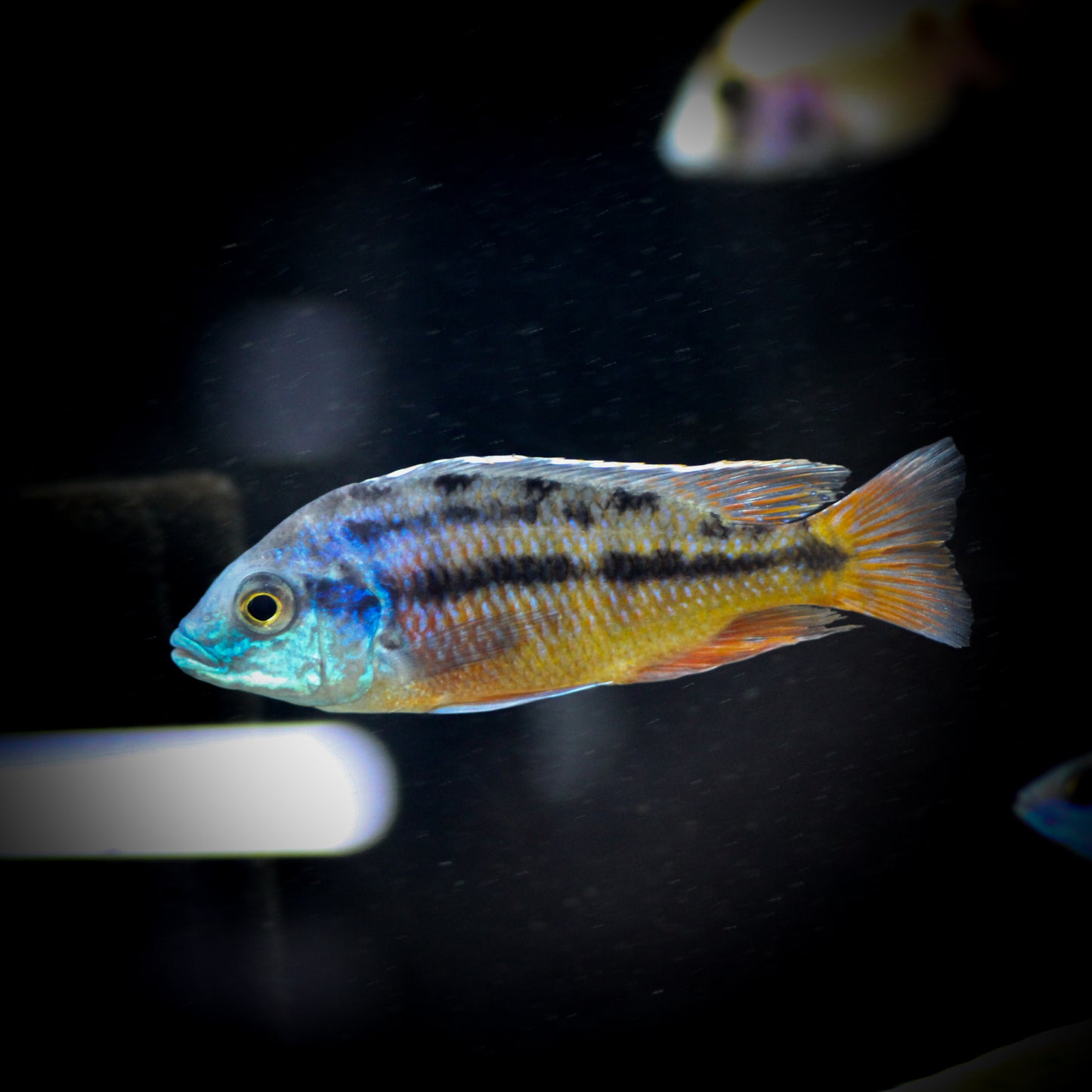 Red Empress Peacock Cichlid (Protomelas Taeniolatus)