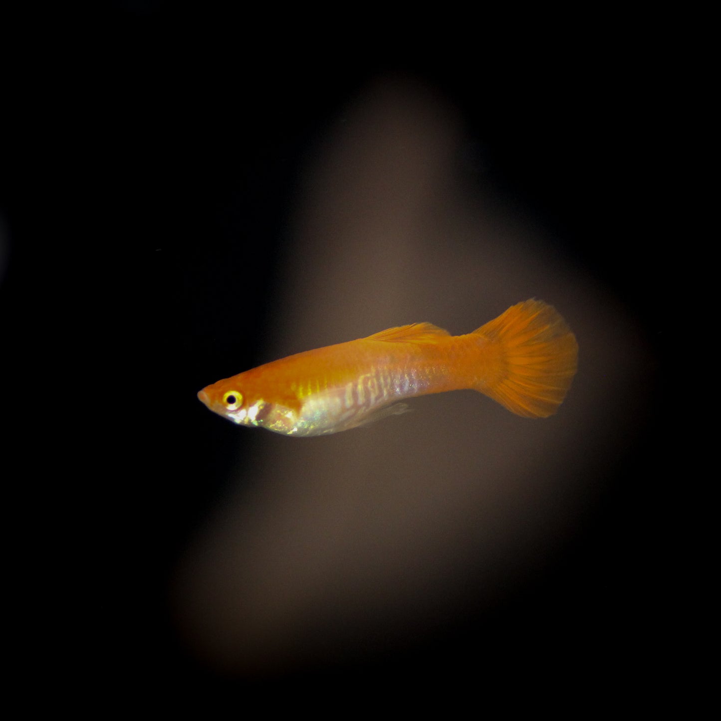 Red Flamingo Guppy