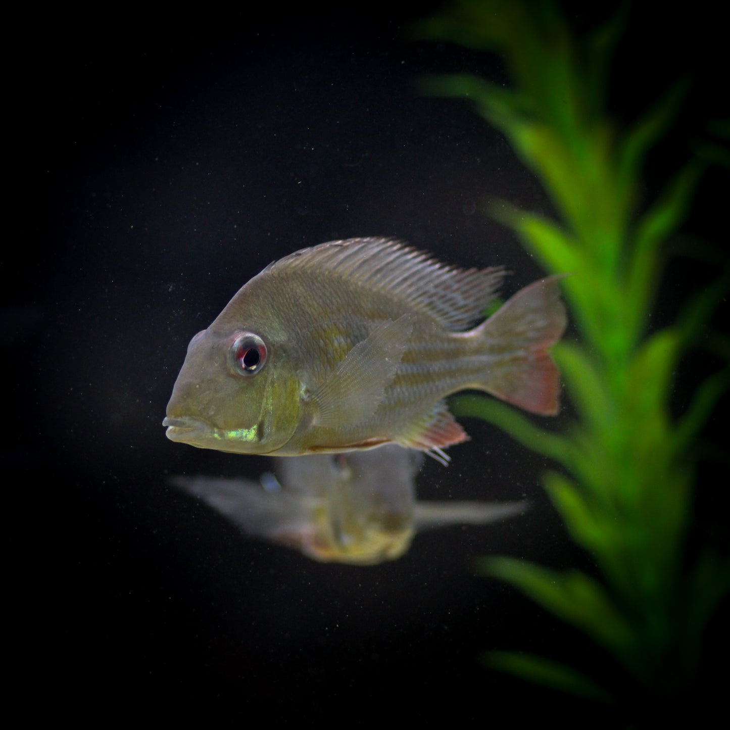 Red Line Eartheater (Geophagus surinamensis)