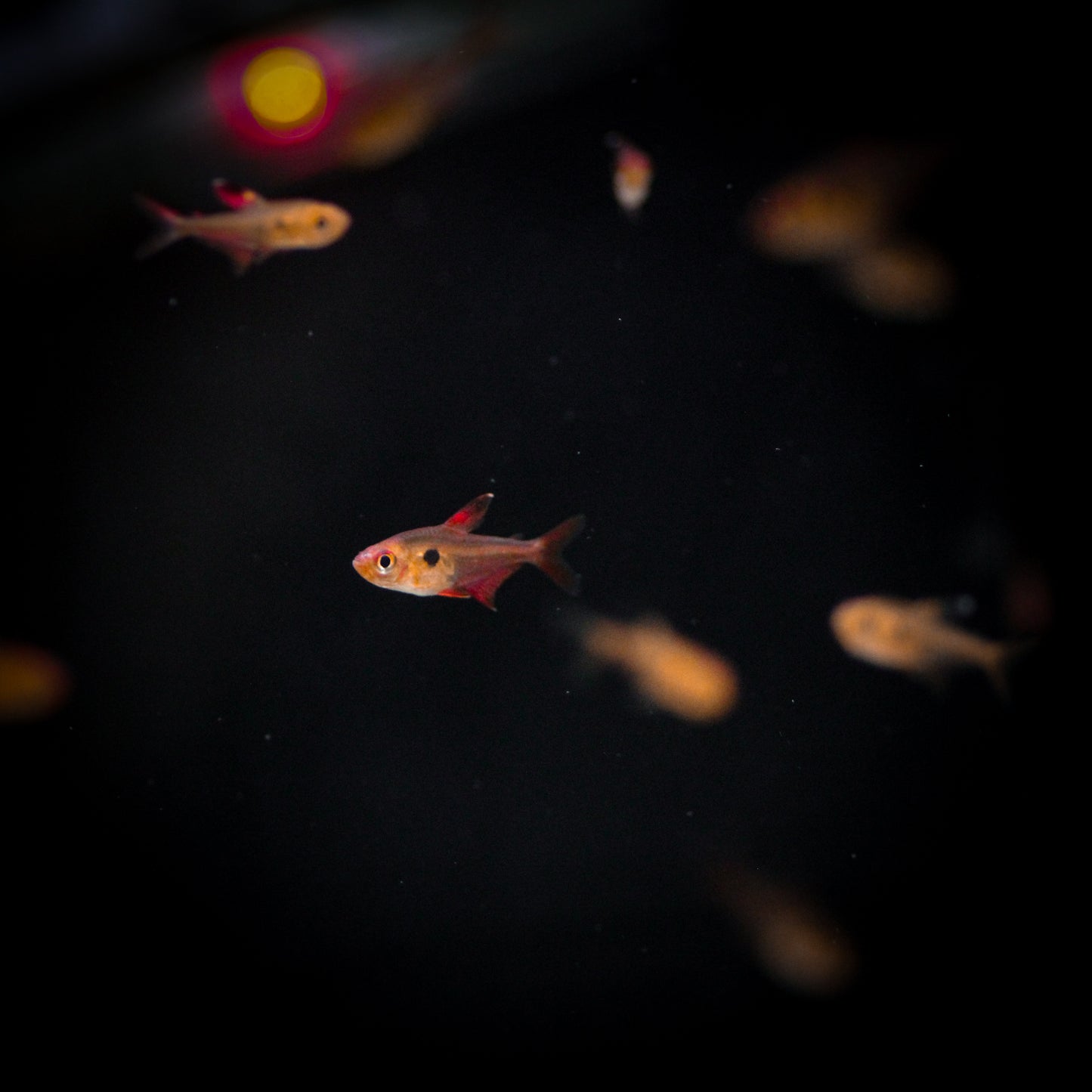 Red Phantom Tetra (Hyphessobrycon Sweglesi)