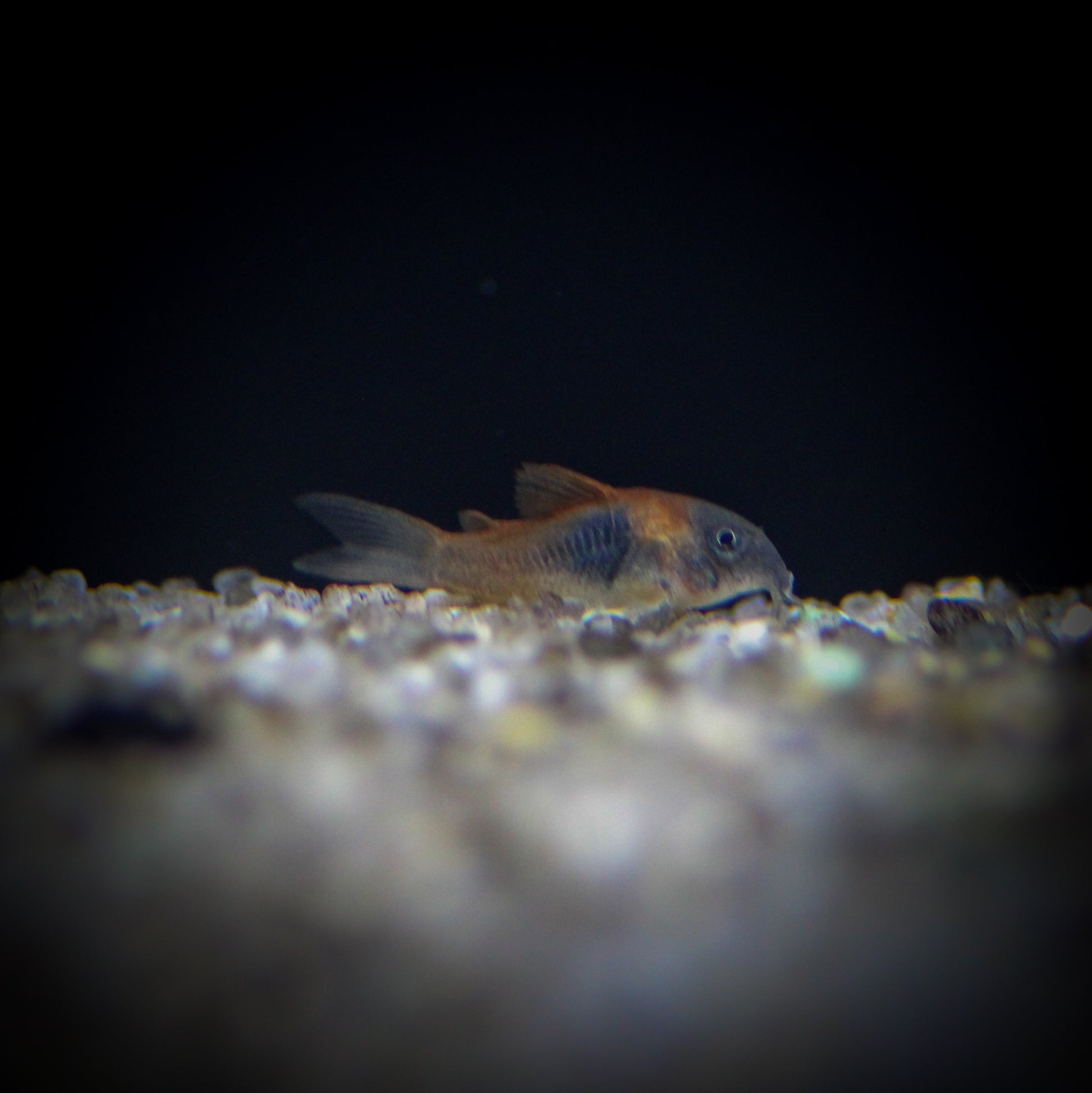 Red Sailfin Venezuelan Cory (Corydoras venezuelanus "Red Sailfin")
