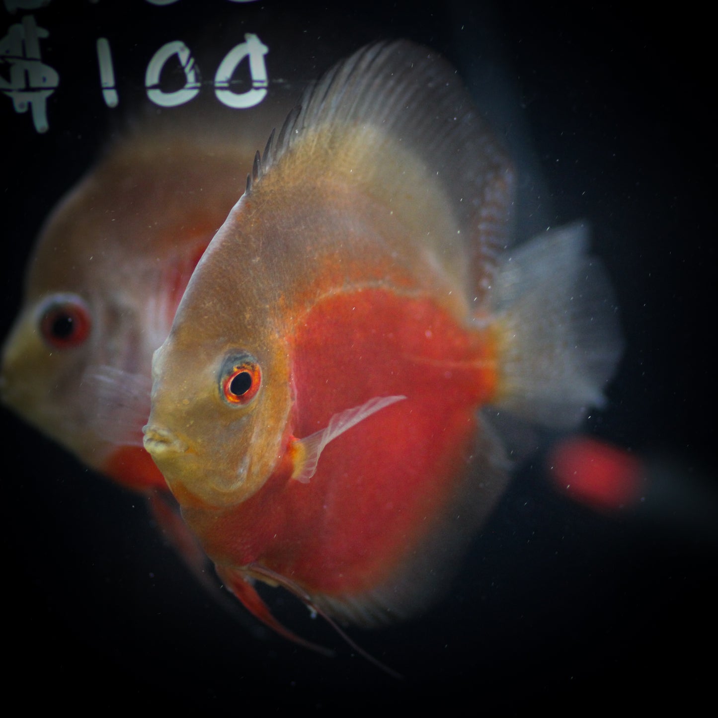 Red Snow Discus