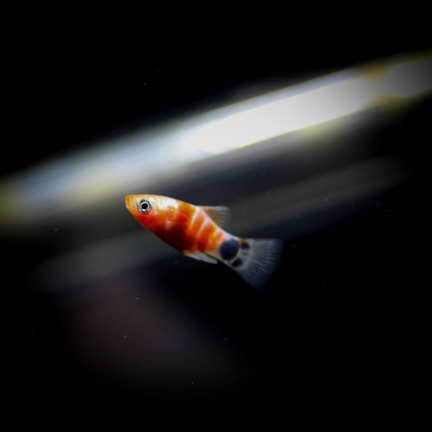 Red Tiger Platy