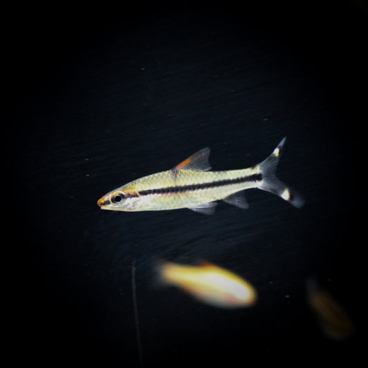 Roseline Shark (Dawkinsia Denisonii)