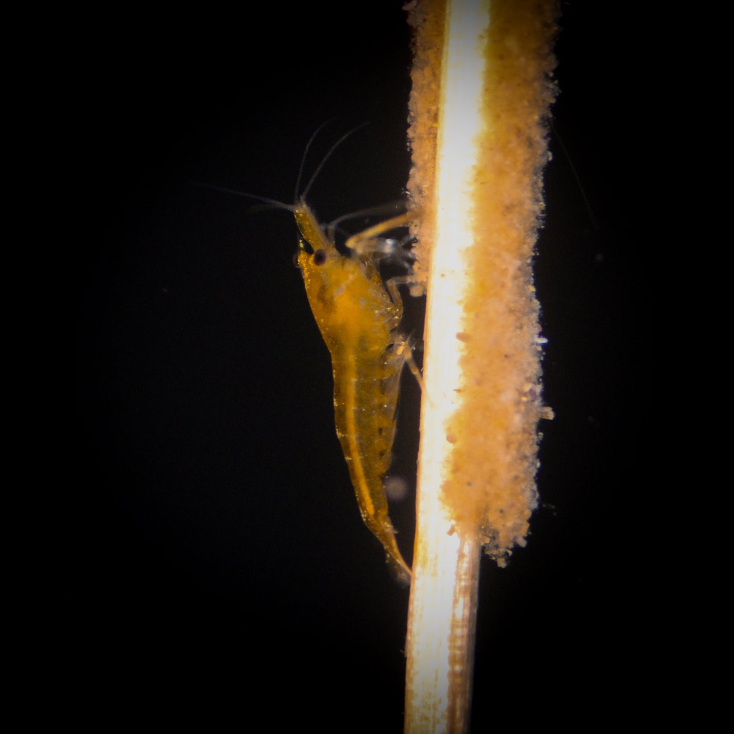 SS Orange Sunkist Shrimp