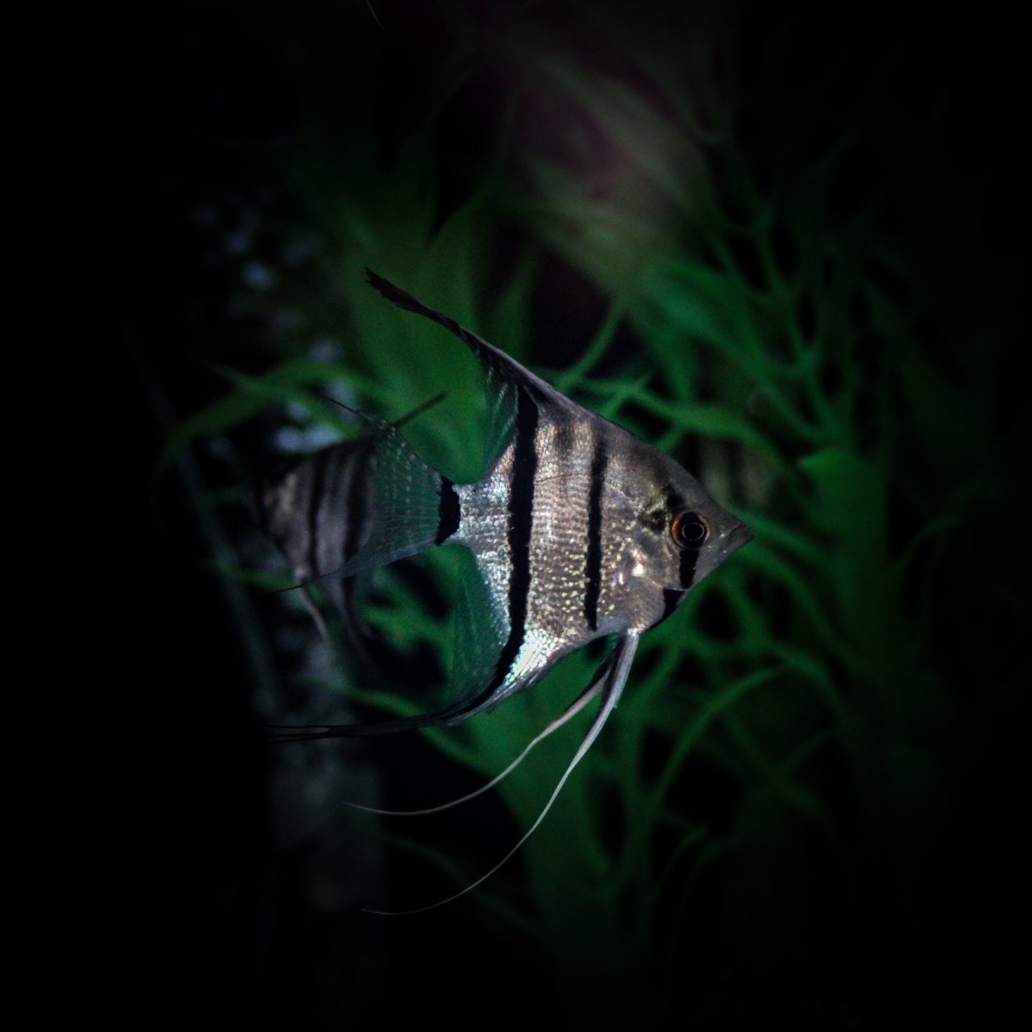 Scalare Angel (Pterophyllum Scalare)