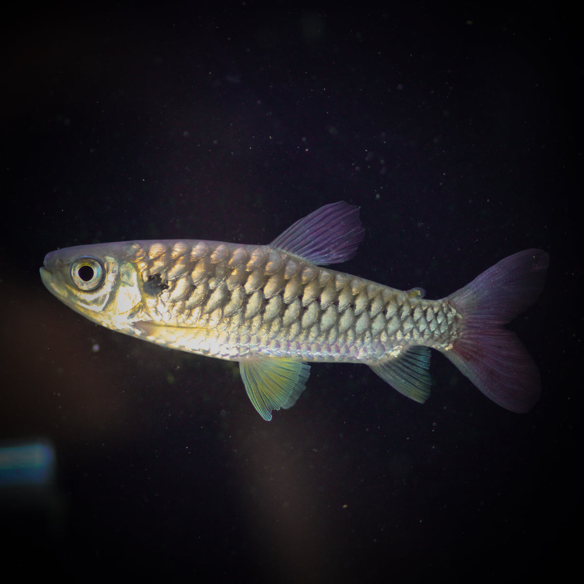 Scarlet Tail Chalceus (Chalceus epakros)