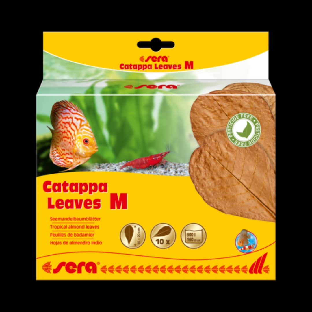 Sera Catappa Leavesm