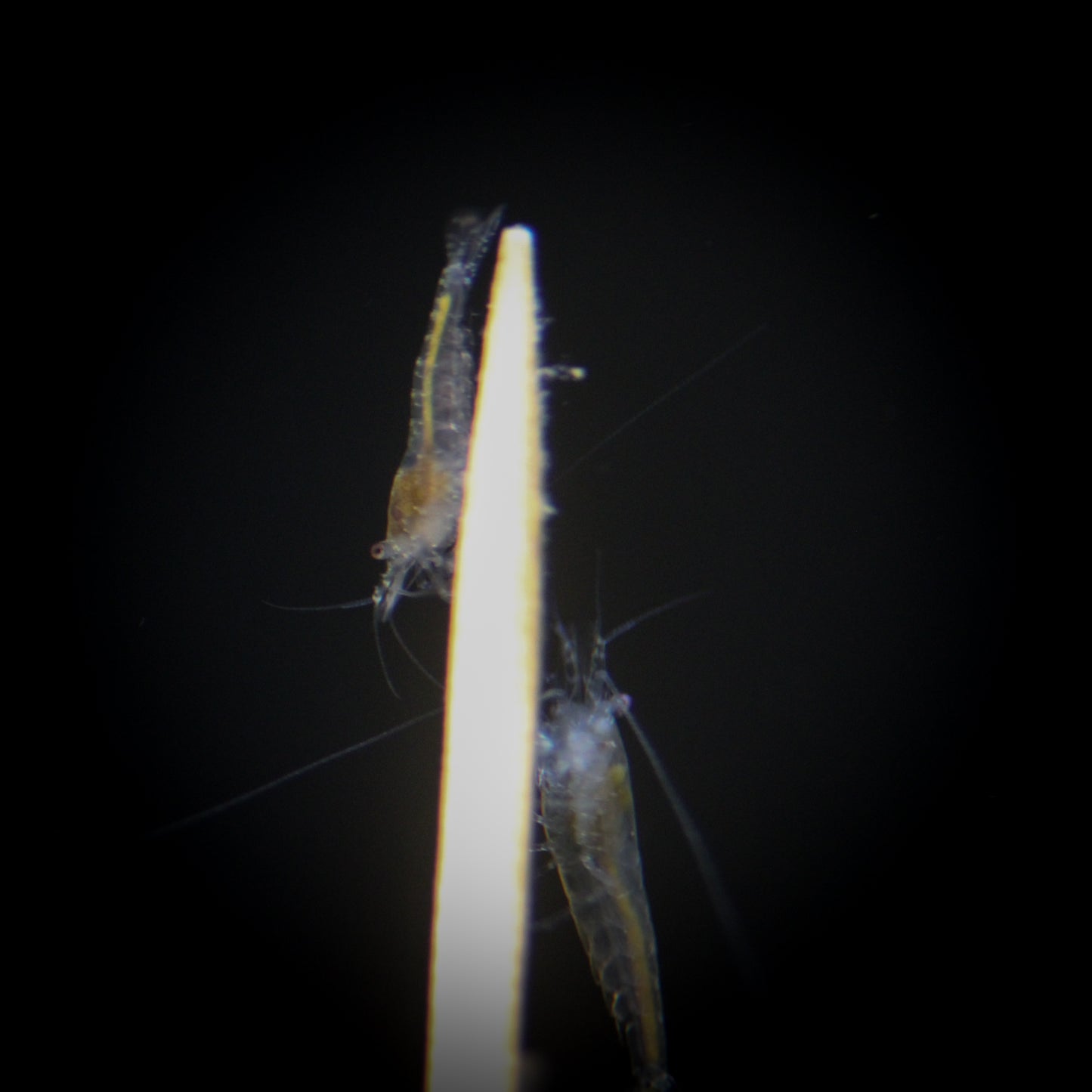 Snowball Shrimp