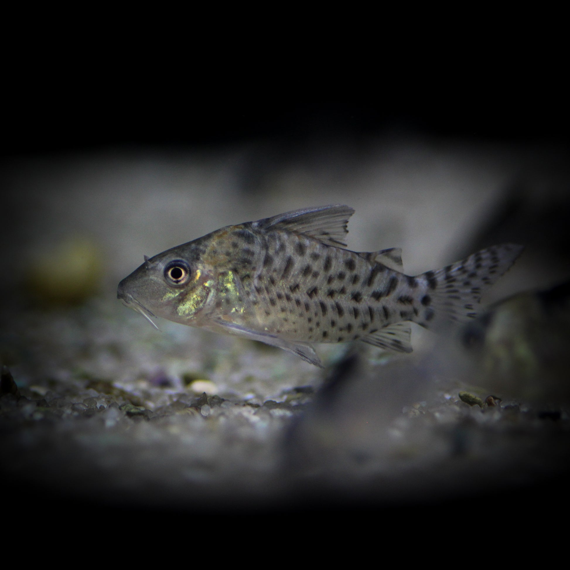 Spotted Corydoras (Corydoras Ambiacus)