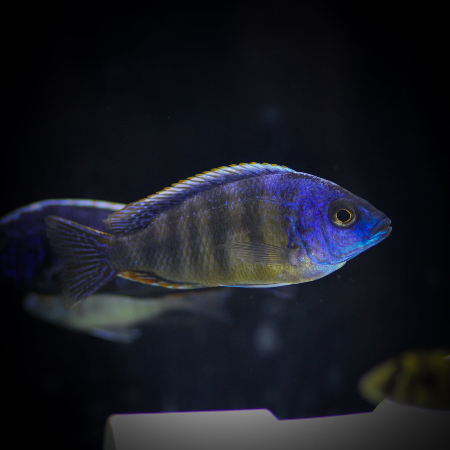Taiwan Reef Peacock Cichlid (Protomelas Sp.)