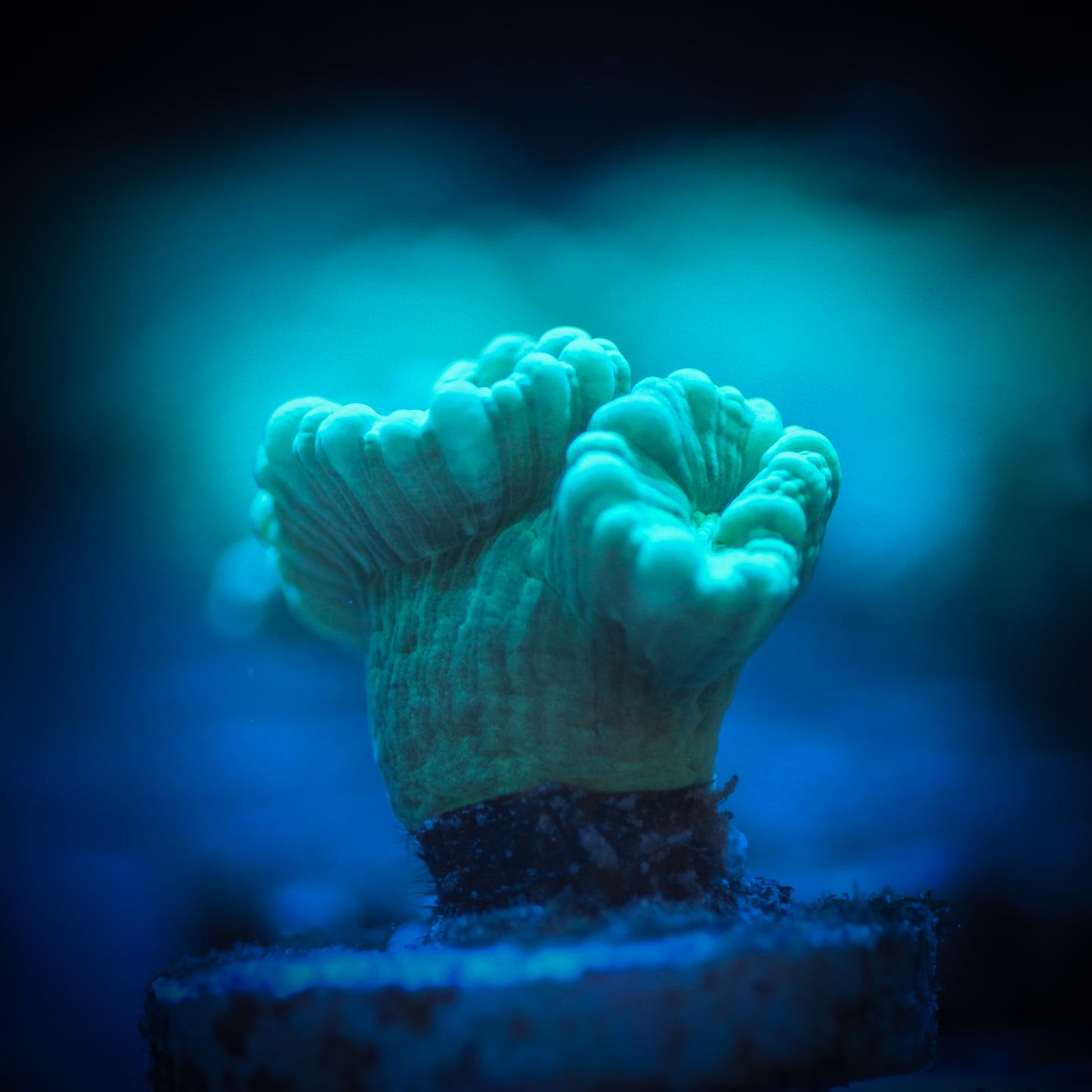 Teal Candy Cane