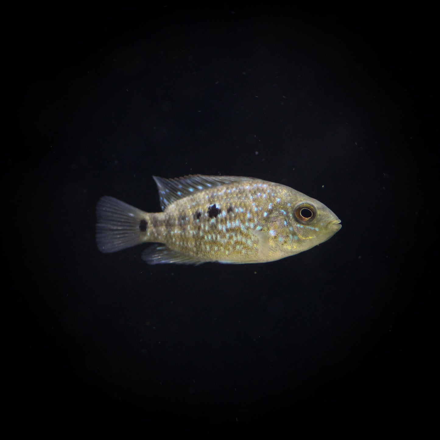Texas Cichlid