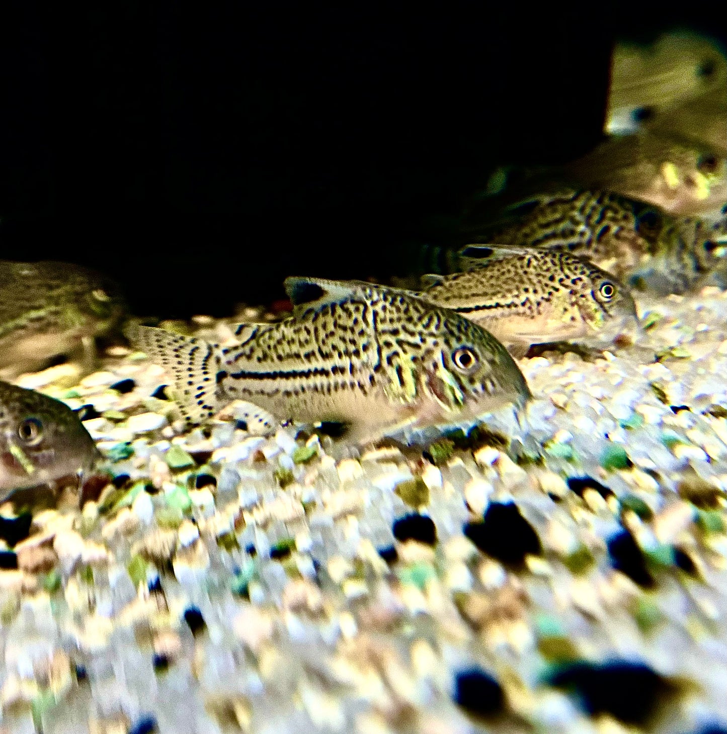 Three Line Corydoras (Corydoras Trilineatus)