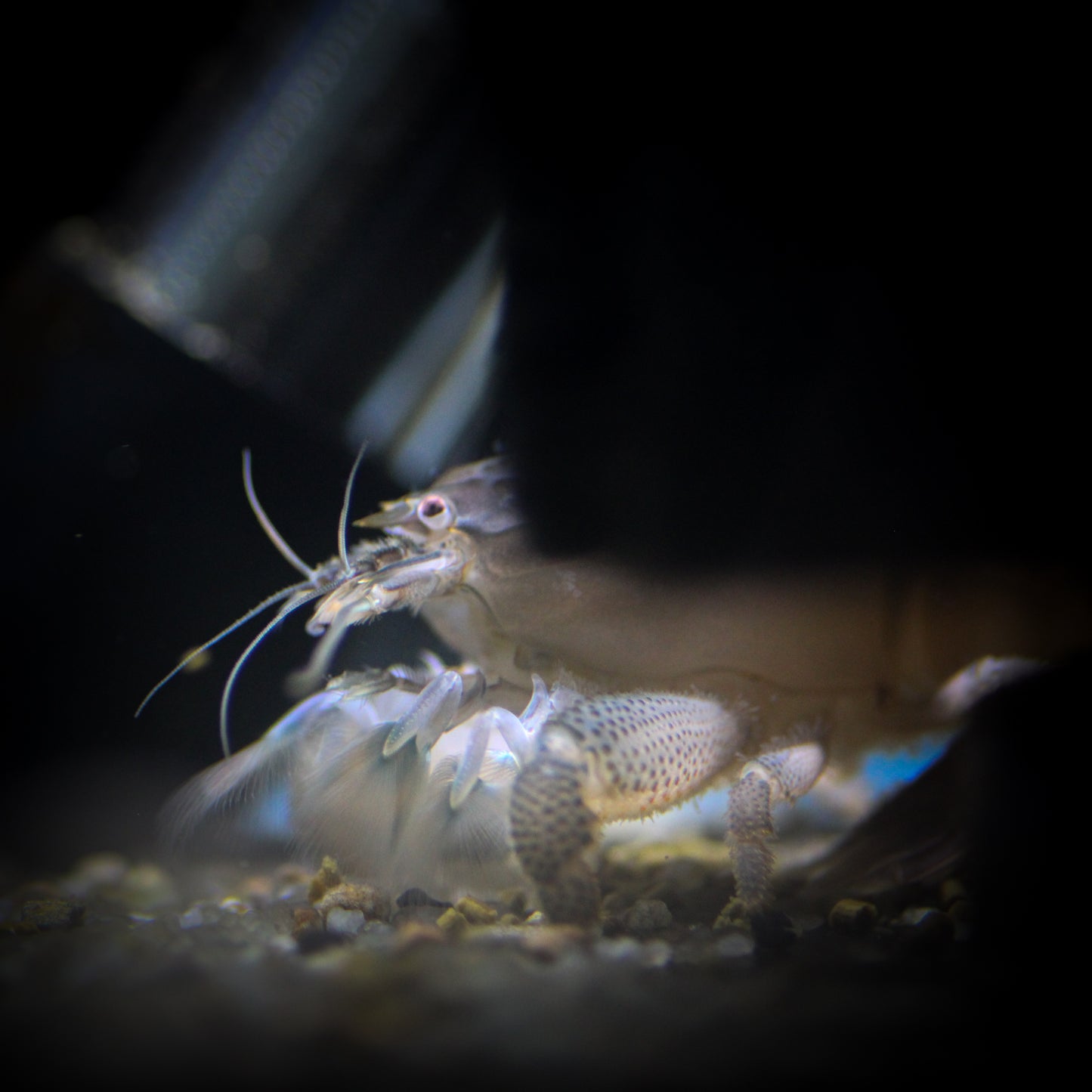 Vampire Shrimp