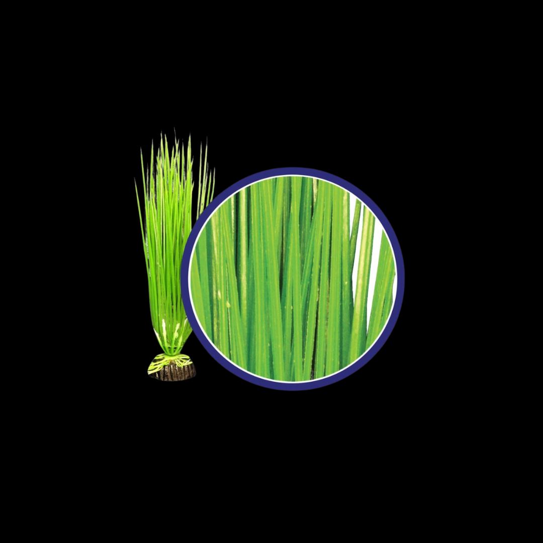 Weco Wonder Plant Asian Hairgrass