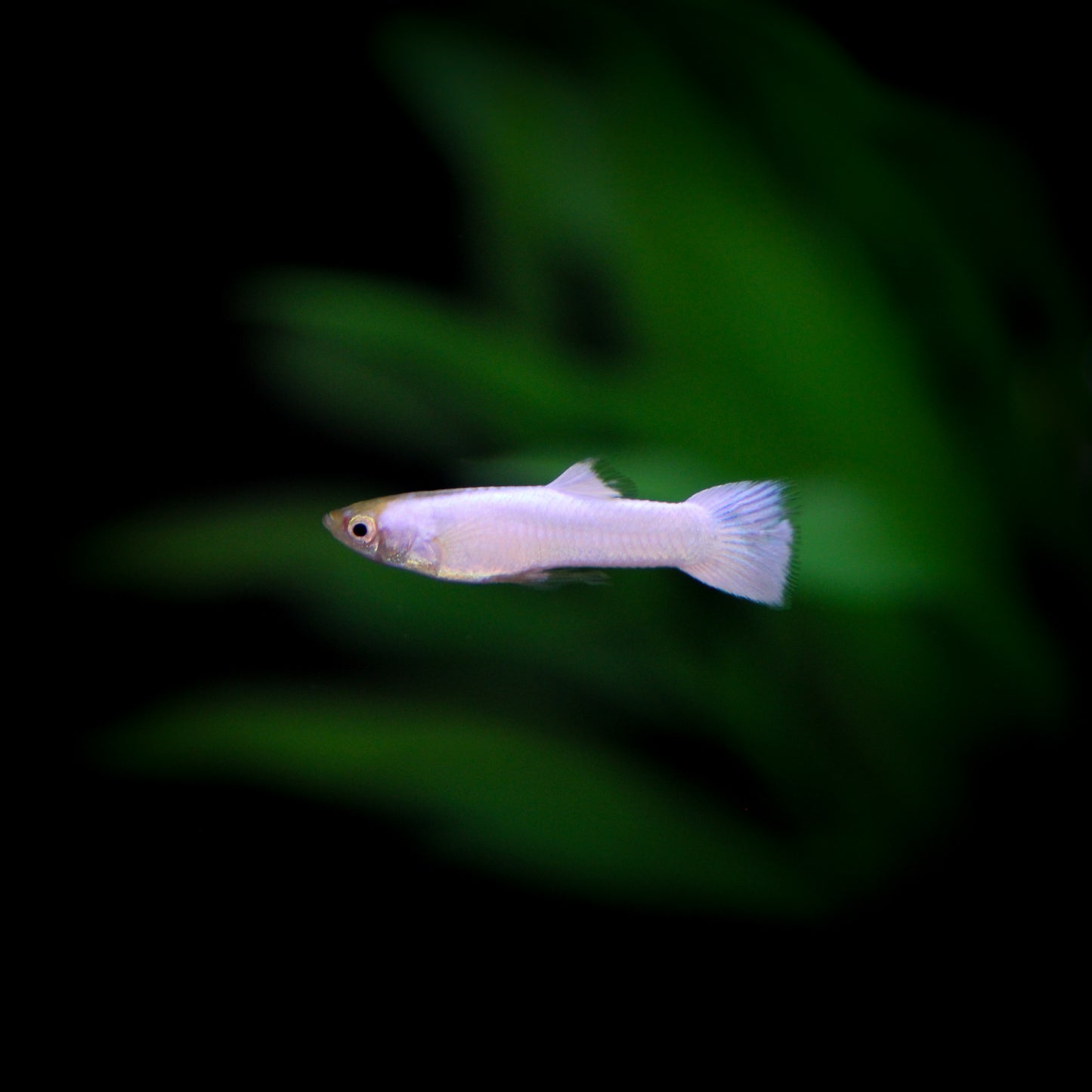 White Moscow Guppy
